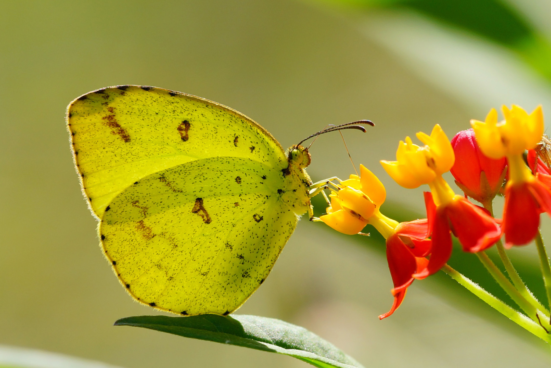 Eurema andersoni godana 20141026