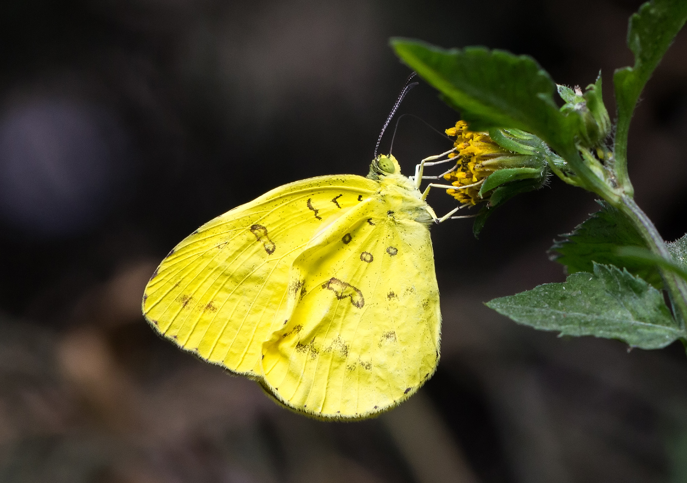 Eurema blanda, Bandungan, Semarang Regency, 2014-09-03 02