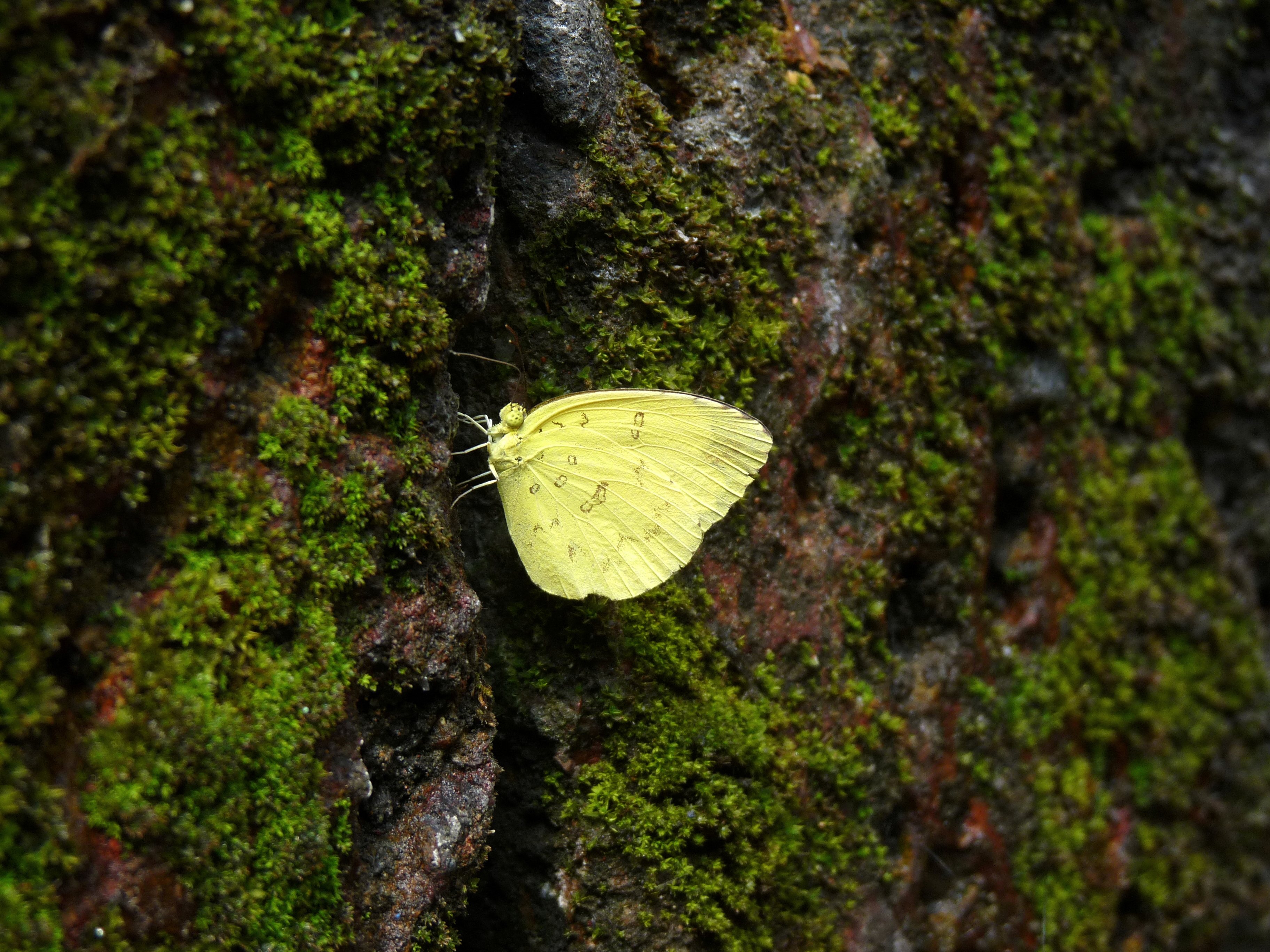 Eurema blanda in Nayikayam Thattu