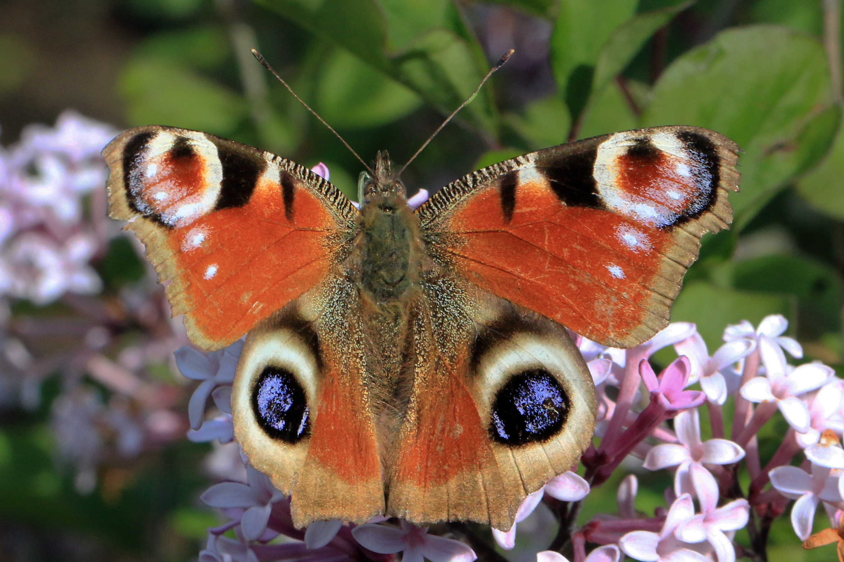 European Peacock butterfly (Inachis io) Cumnor