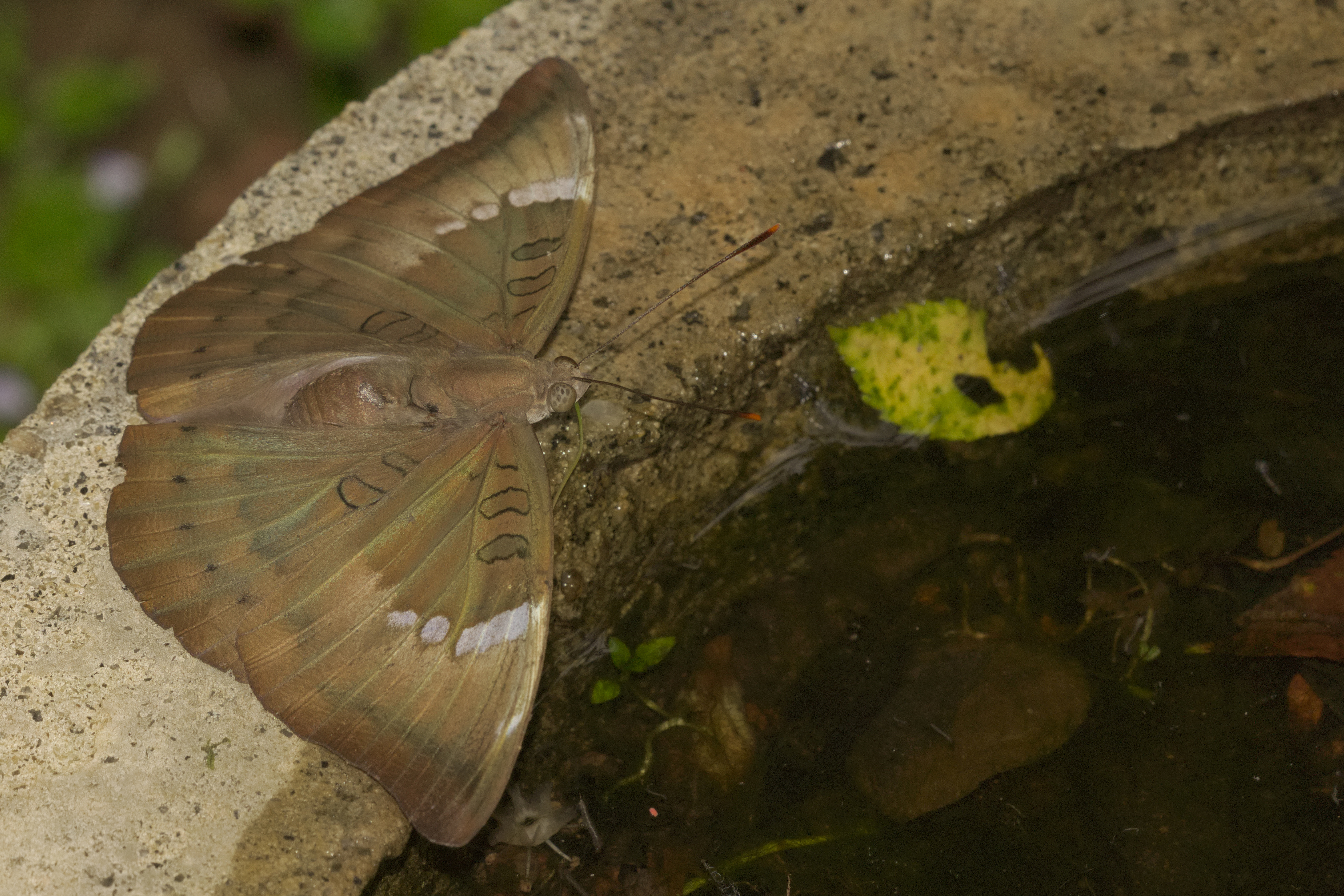Euthalia aconthea of Kadavoor