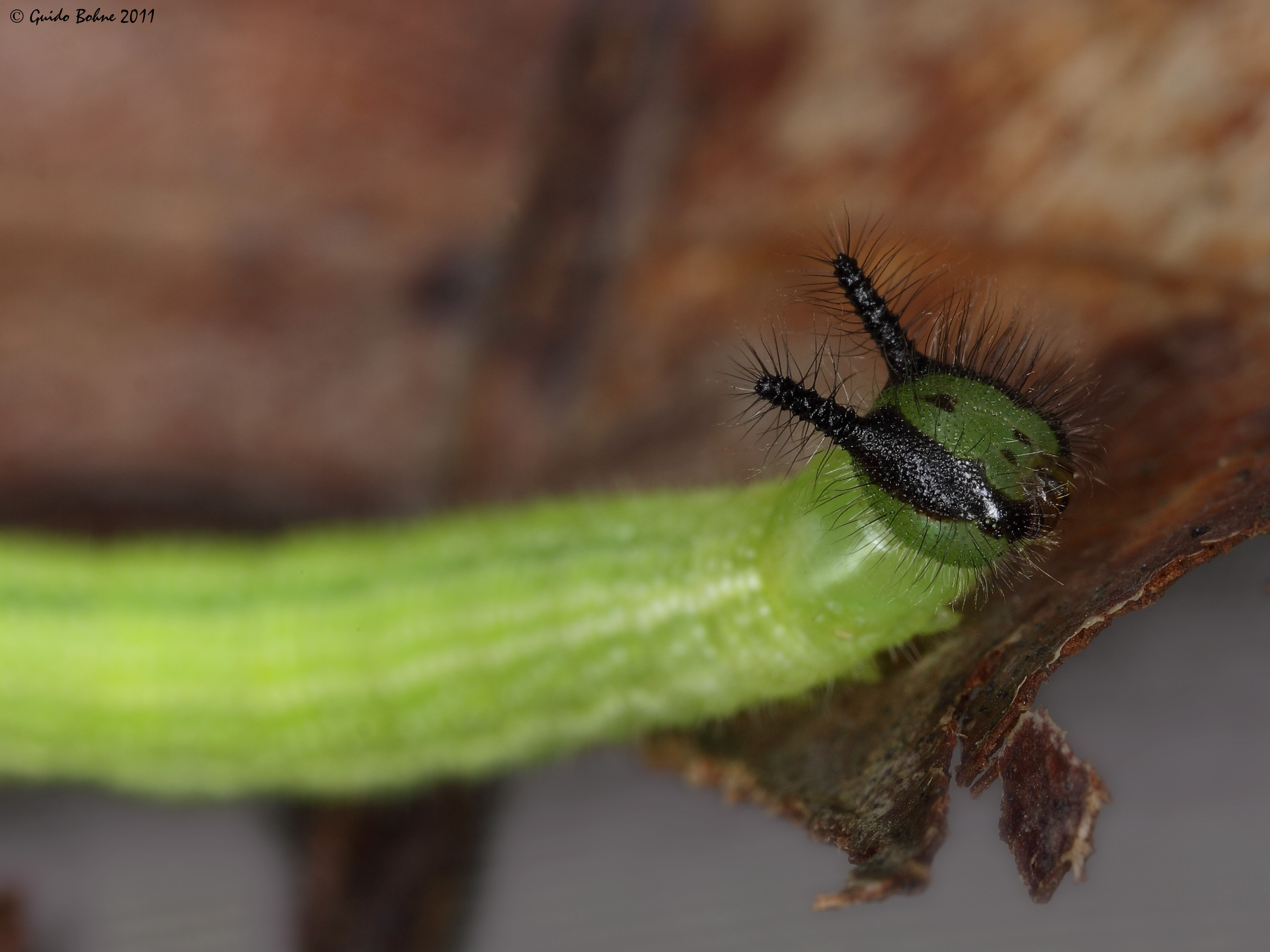 Evening Brown caterpillar (5486450468)
