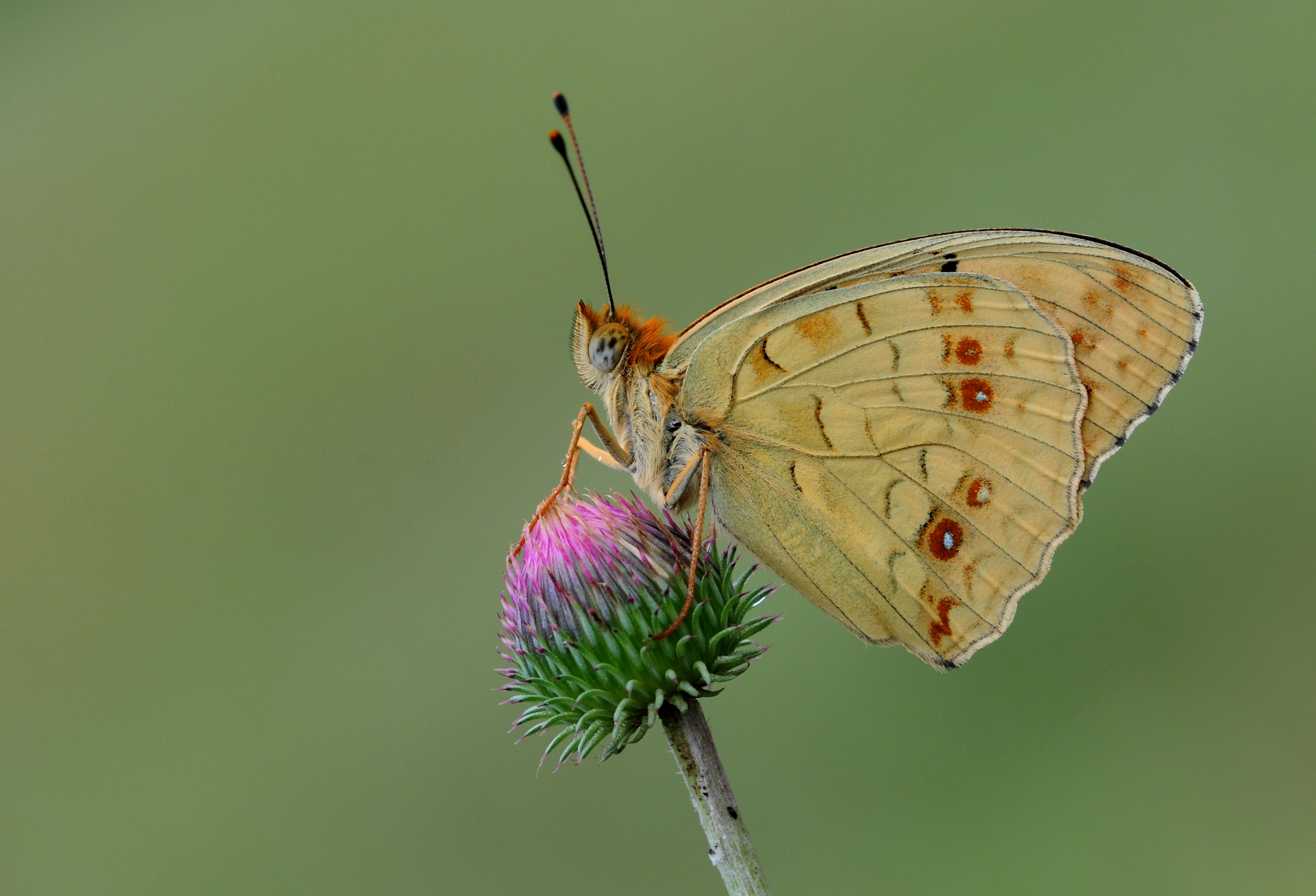 Fabriciana adippe - High Brown Fritillary butterfly