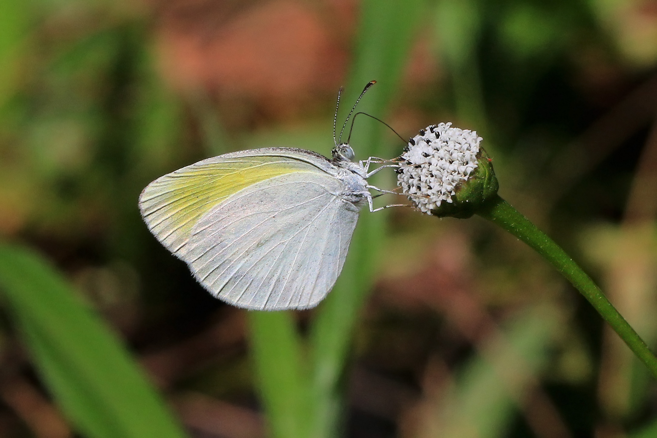 False barred sulphur (Eurema elathea elathea) male