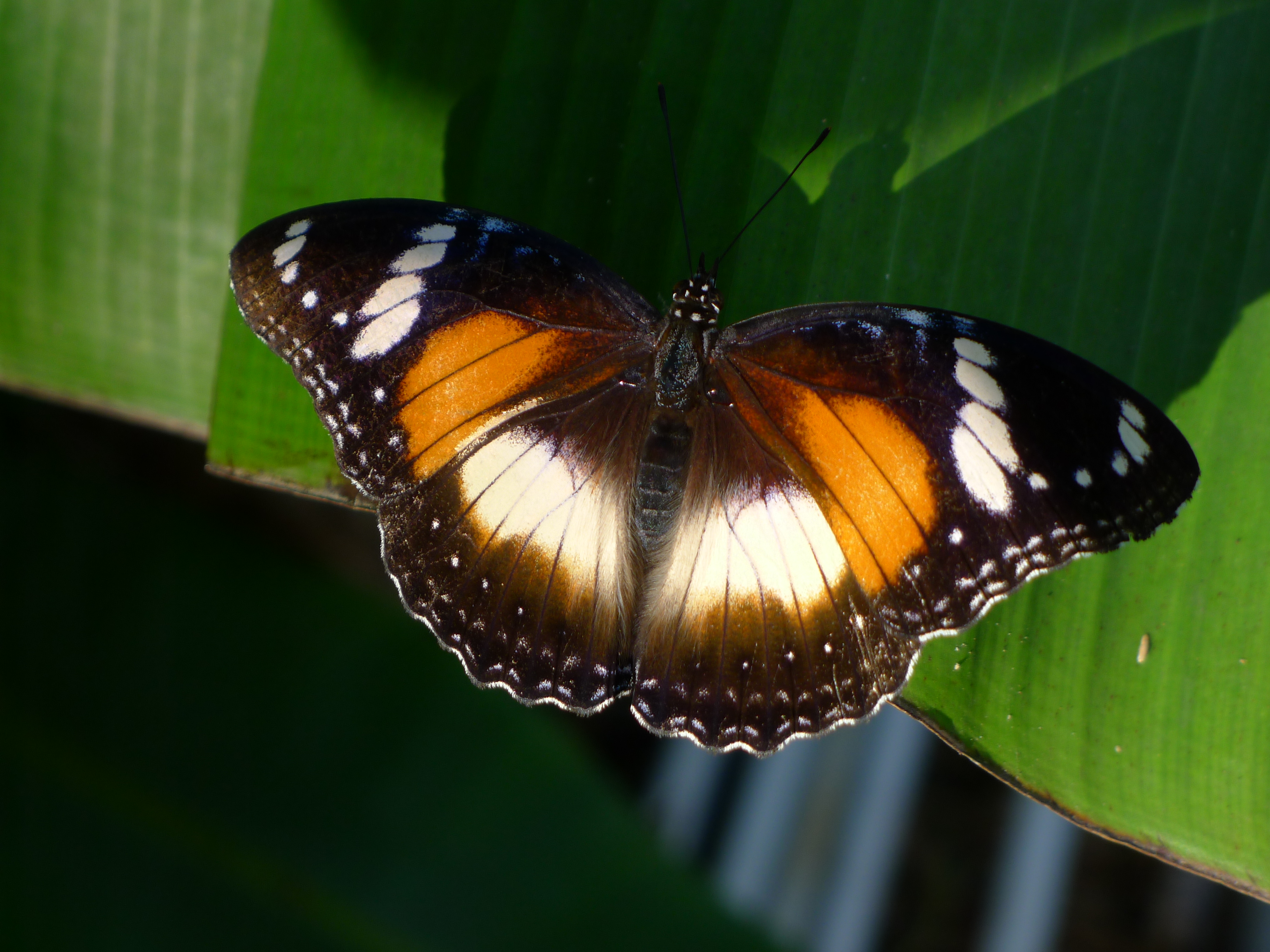 Female Varied eggfly (5695912506)