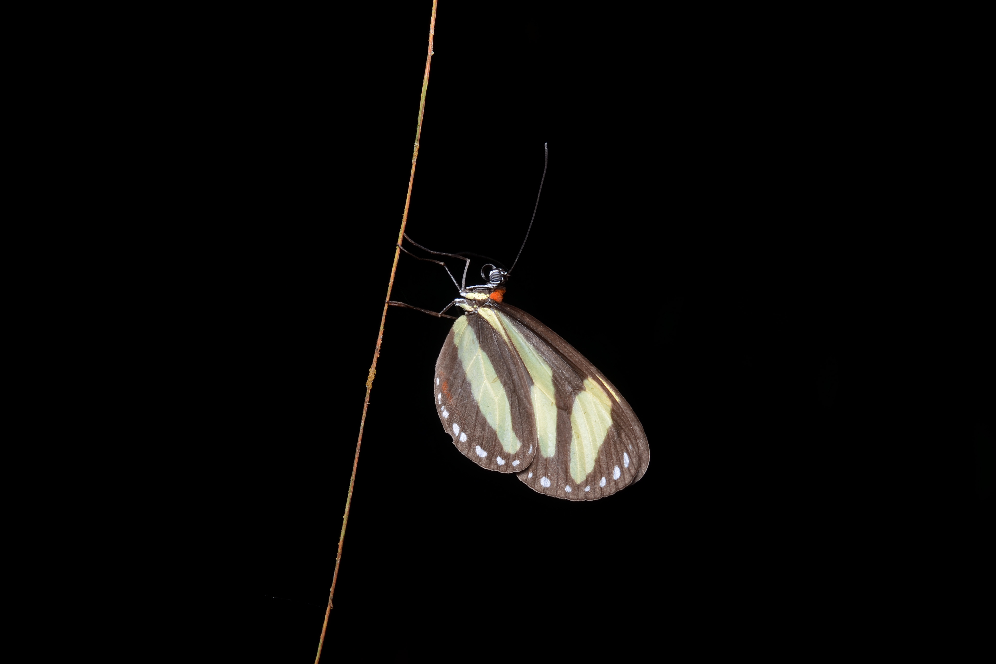 Flickr - ggallice - Banded tigerwing