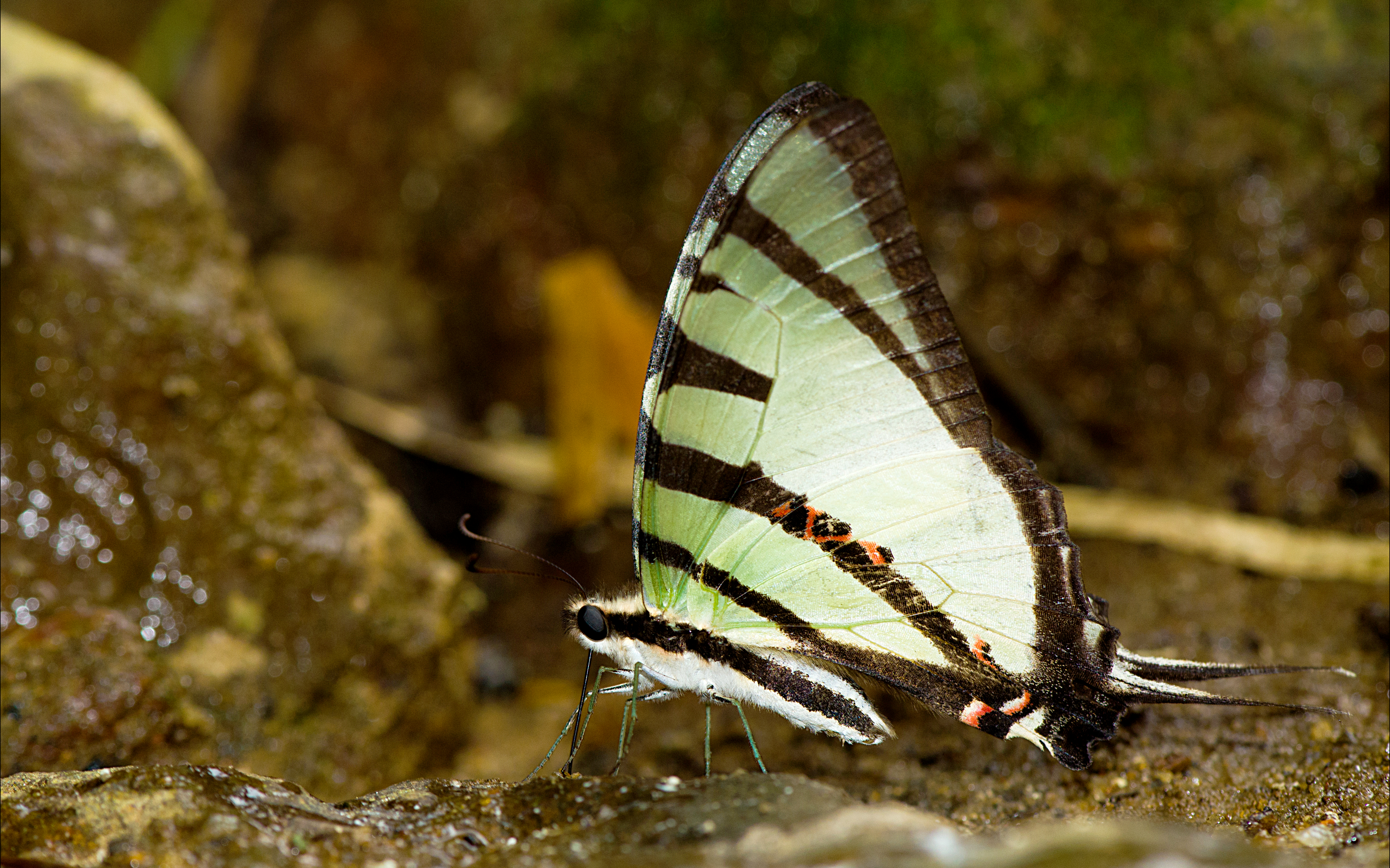 Fourbar Swordtail-Meghalaya