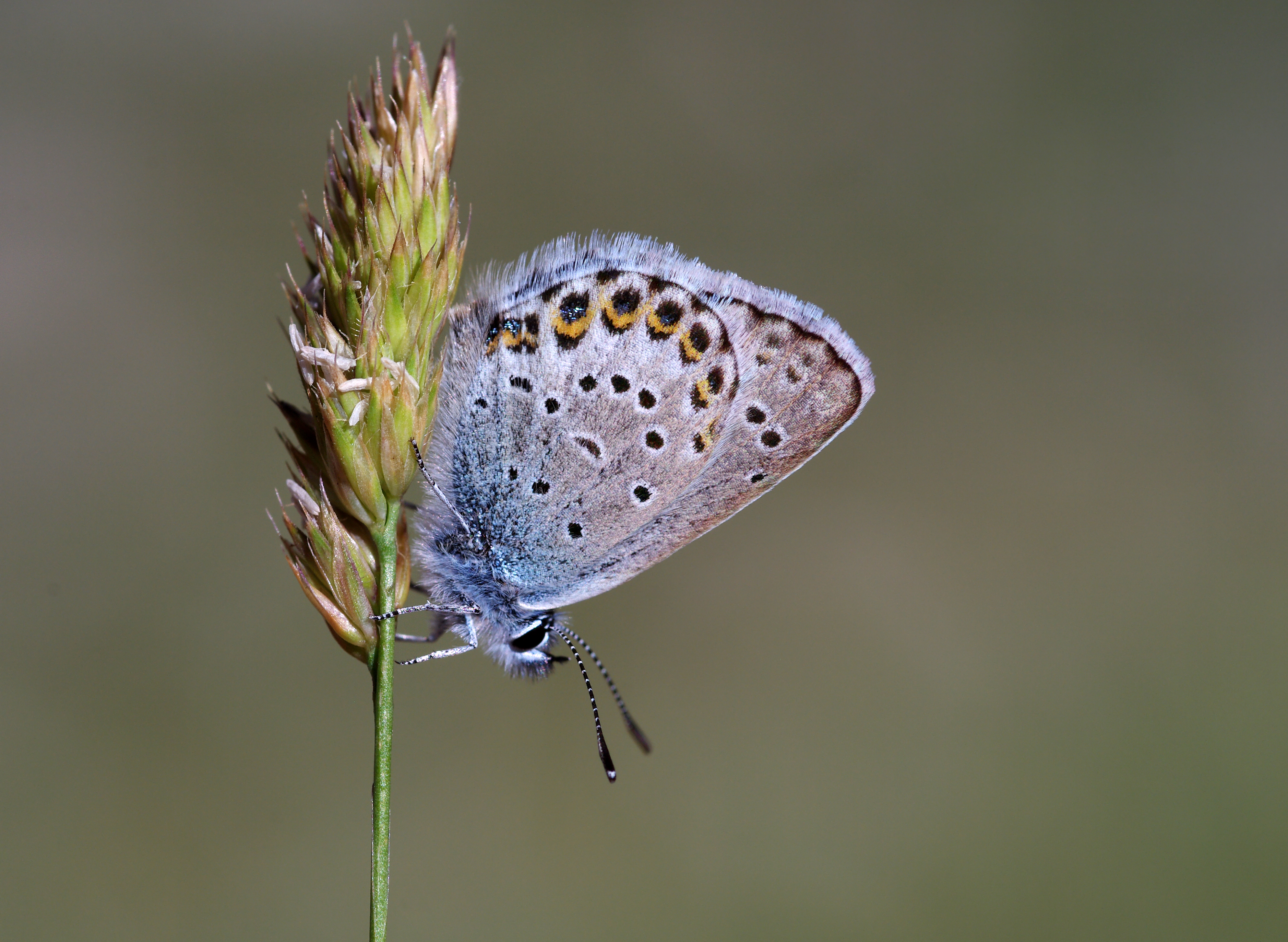 Gümüşlekeli Esmergöz - Plebejus argus 02
