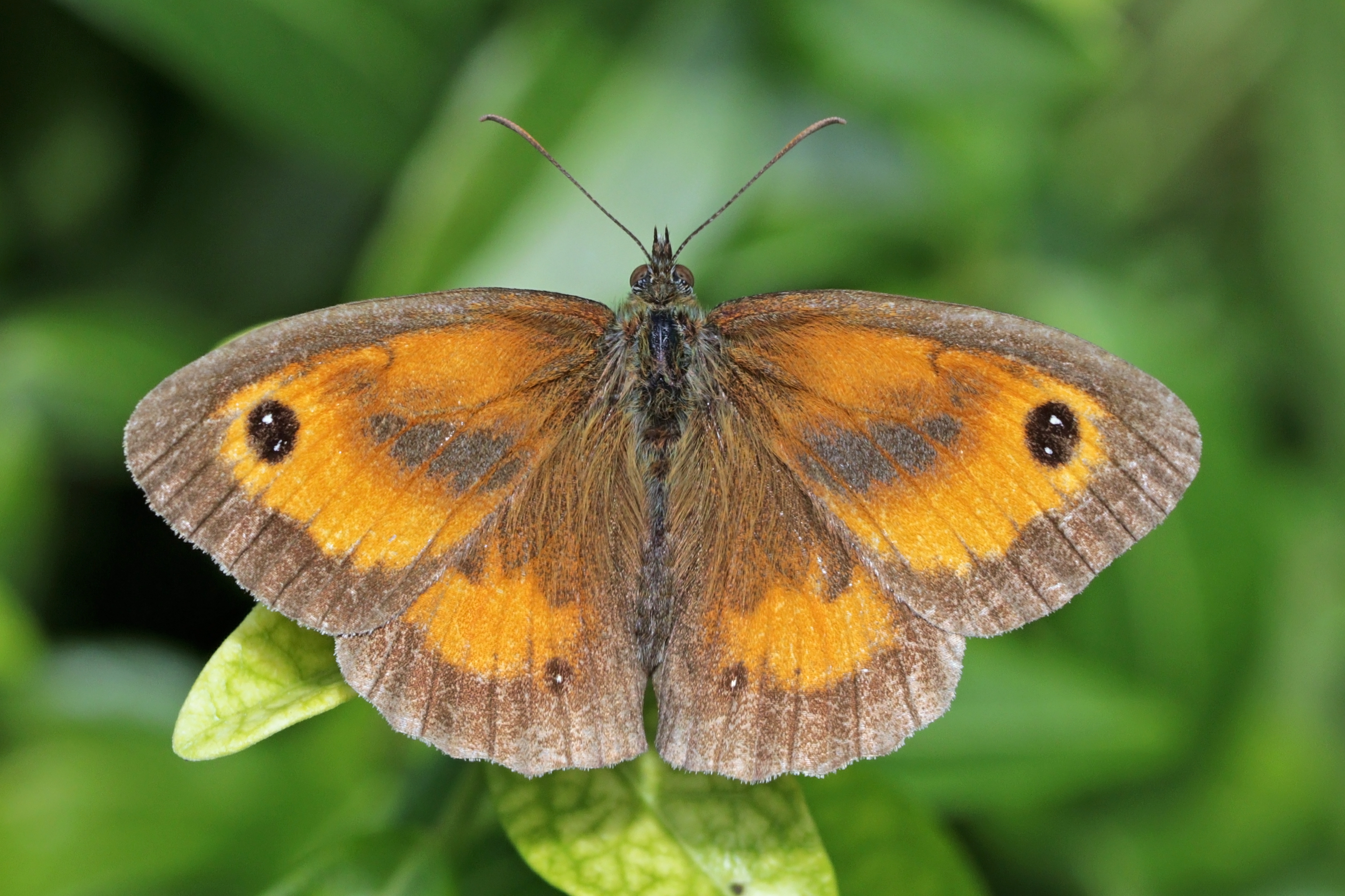 Gatekeeper (Pyronia tithonus) male