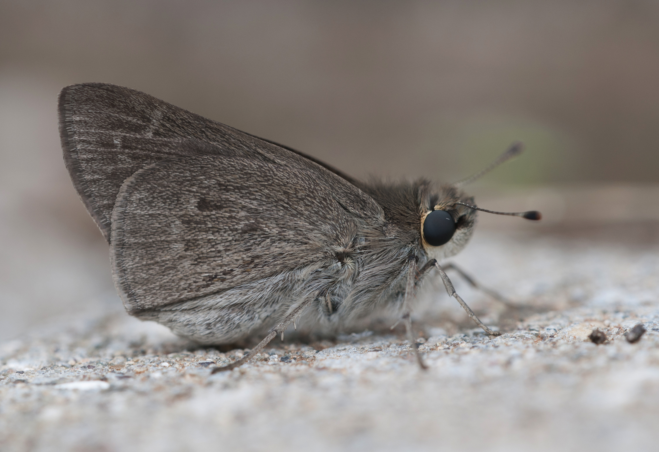 Gegenes pumilio - Pigmy Skipper 02