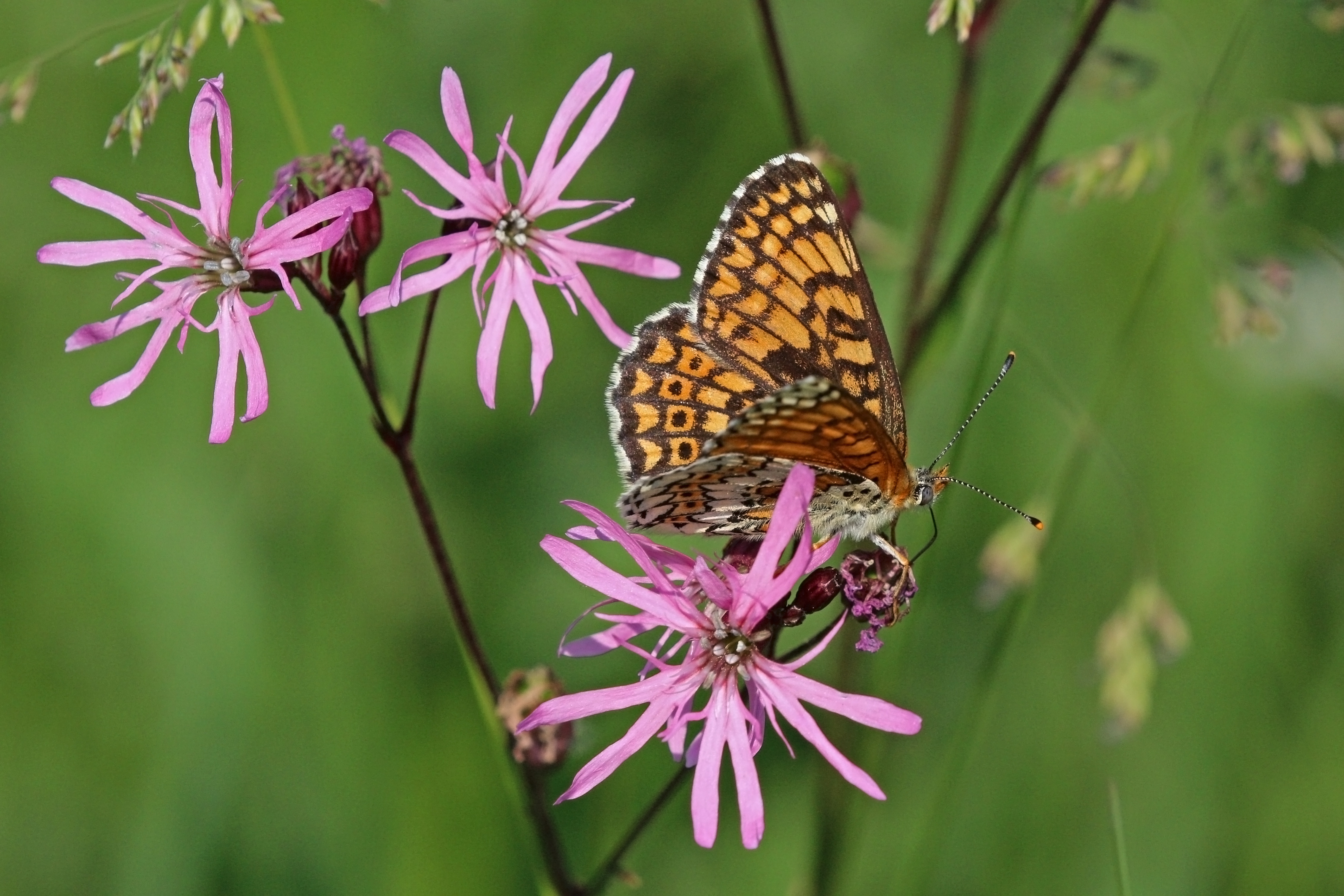 Glanville fritillary (Melitaea cinxia)