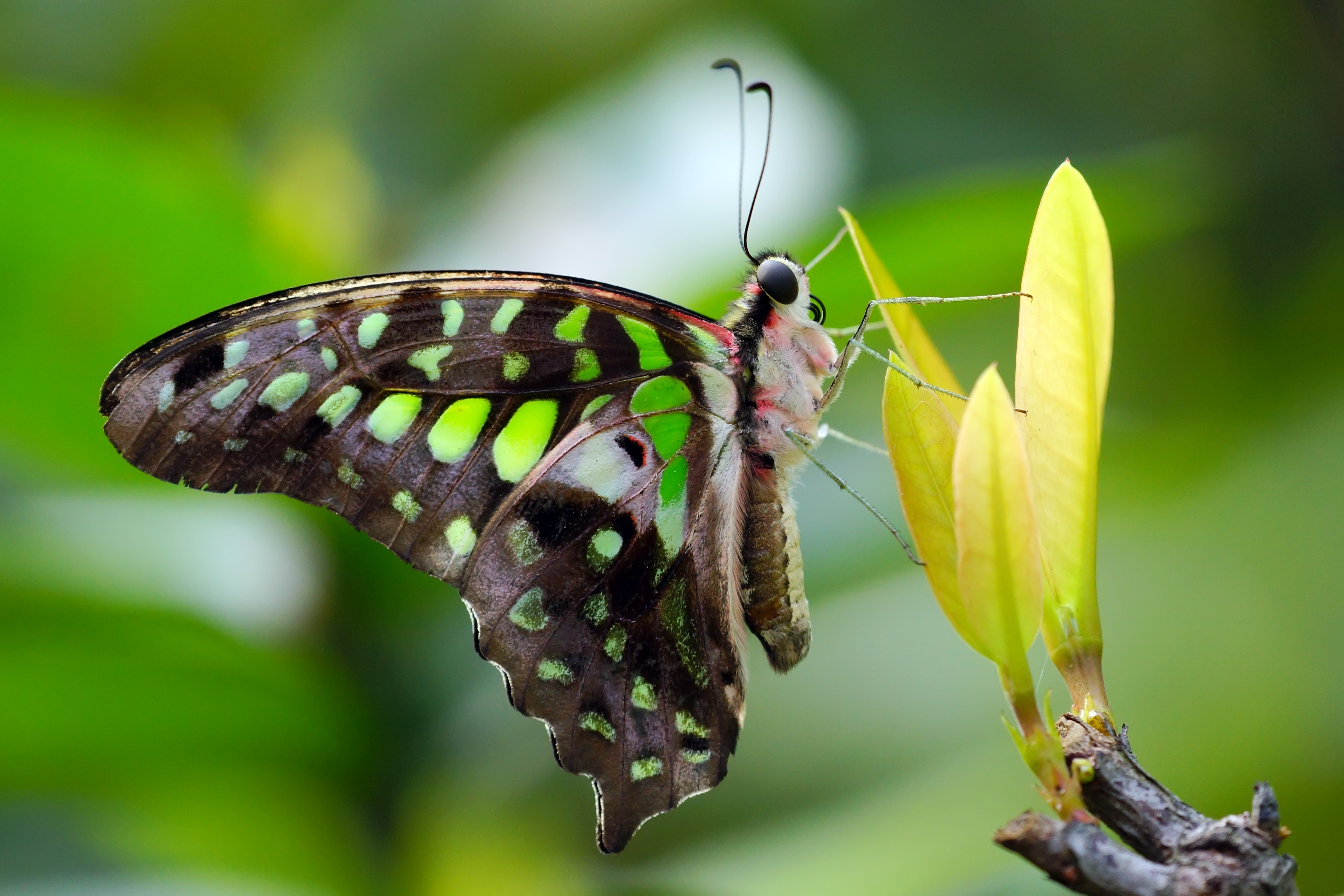 Graphium agamemnon 20130404