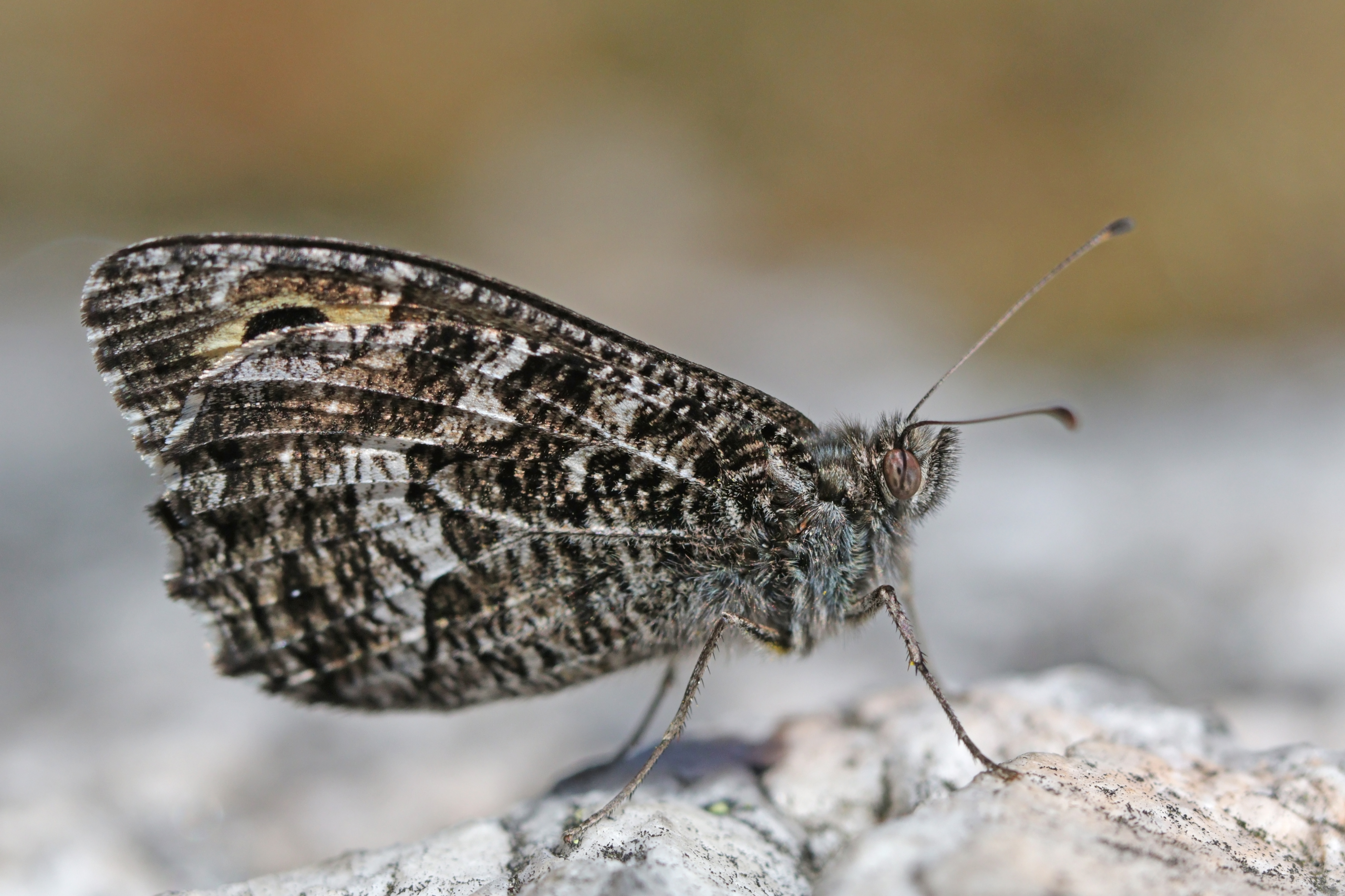 Grayling (Hipparchia semele) Sweden