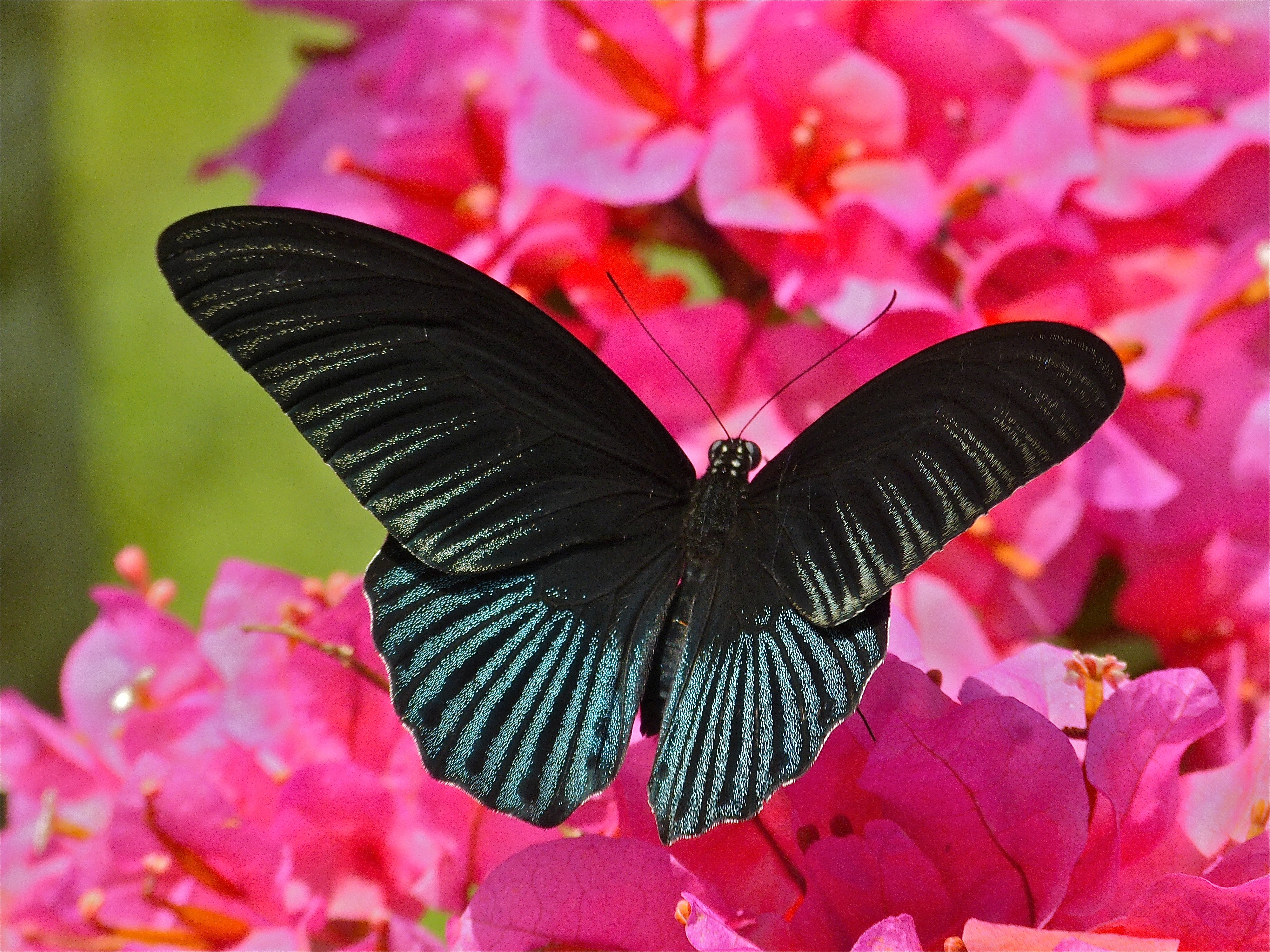 Great Mormon (Papilio memnon) (8073975758)