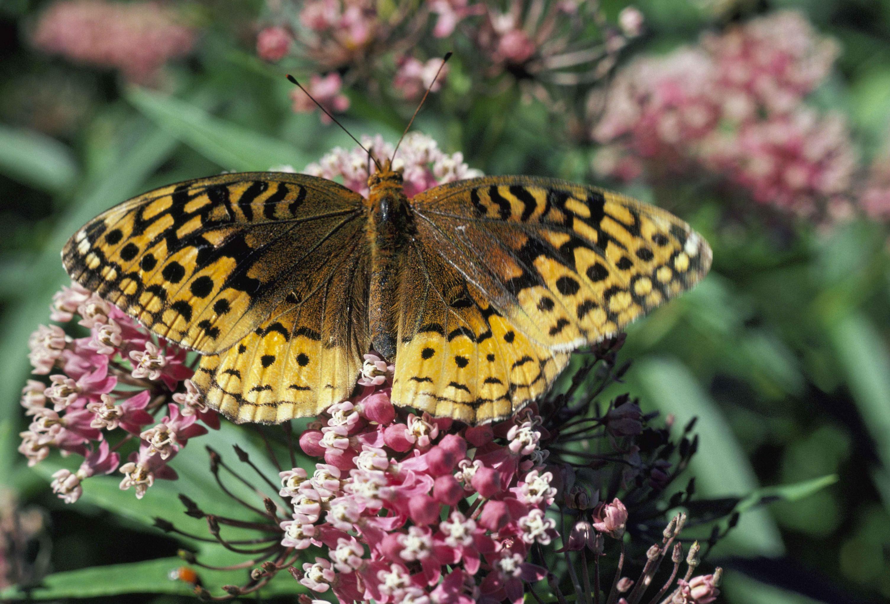 Great Spangled Fritillary (Speyeria cybele)