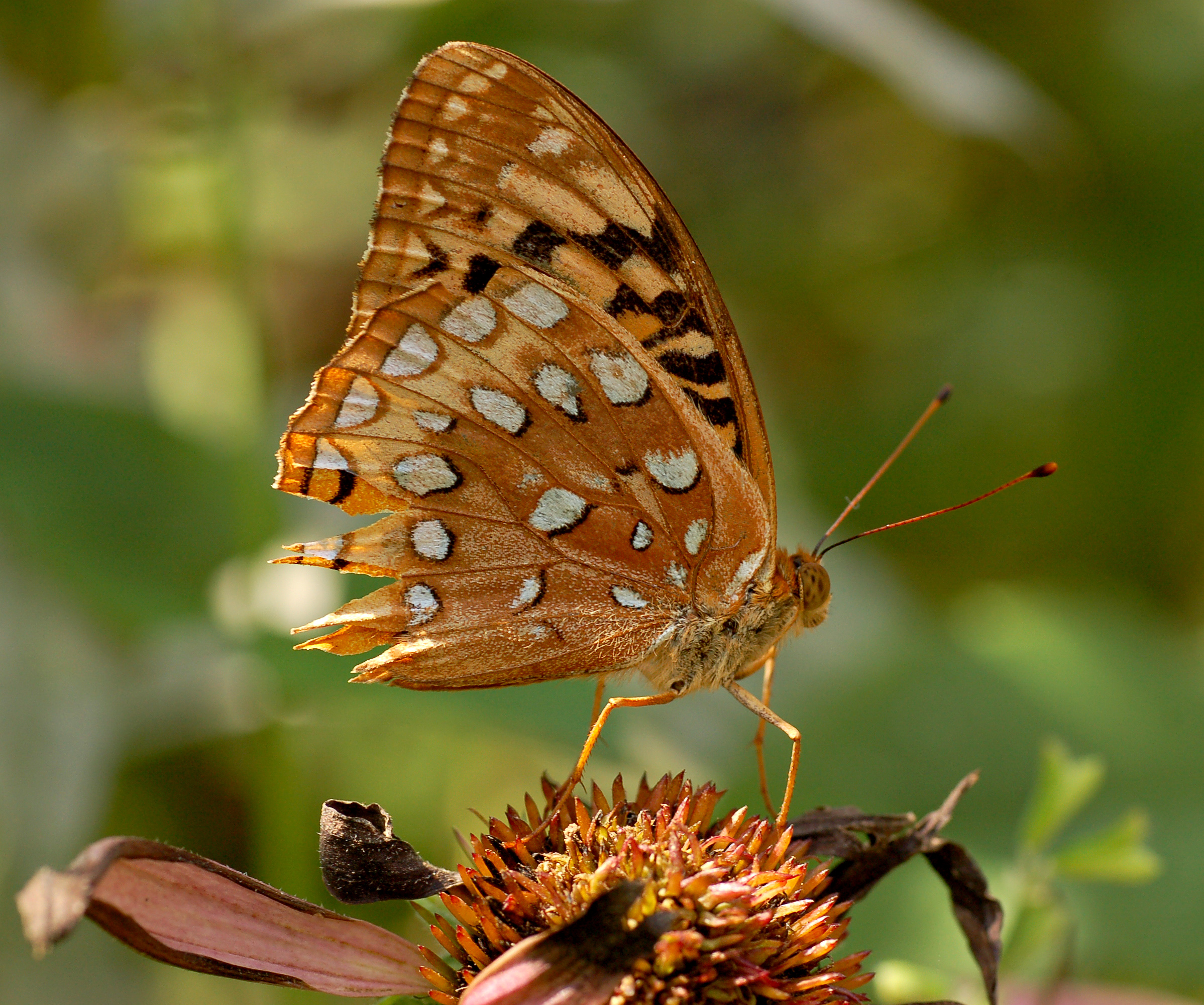 Great Spangled Fritillary Speyeria cybele Damaged 2397px