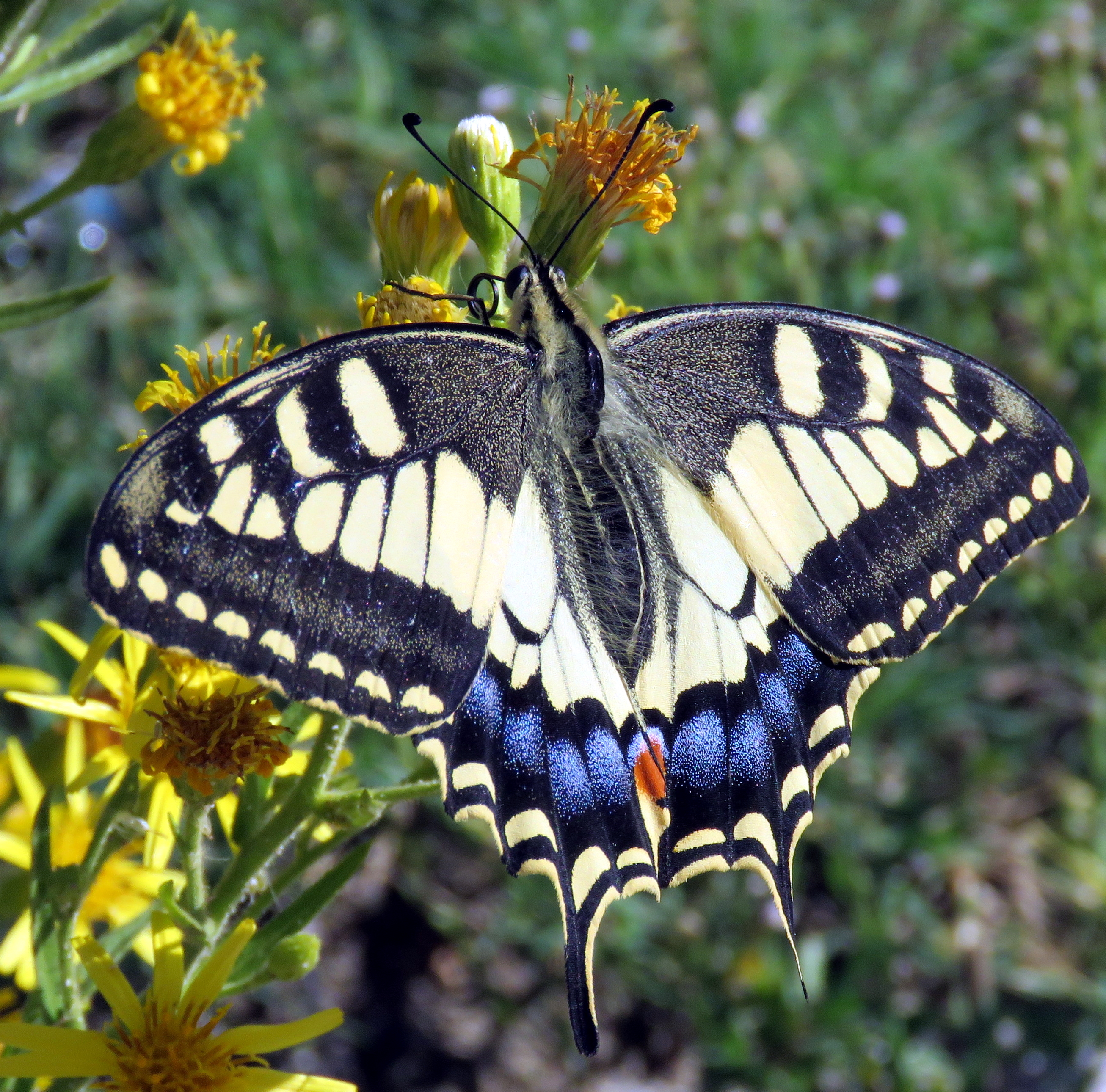 Greek Butterfly on Flower