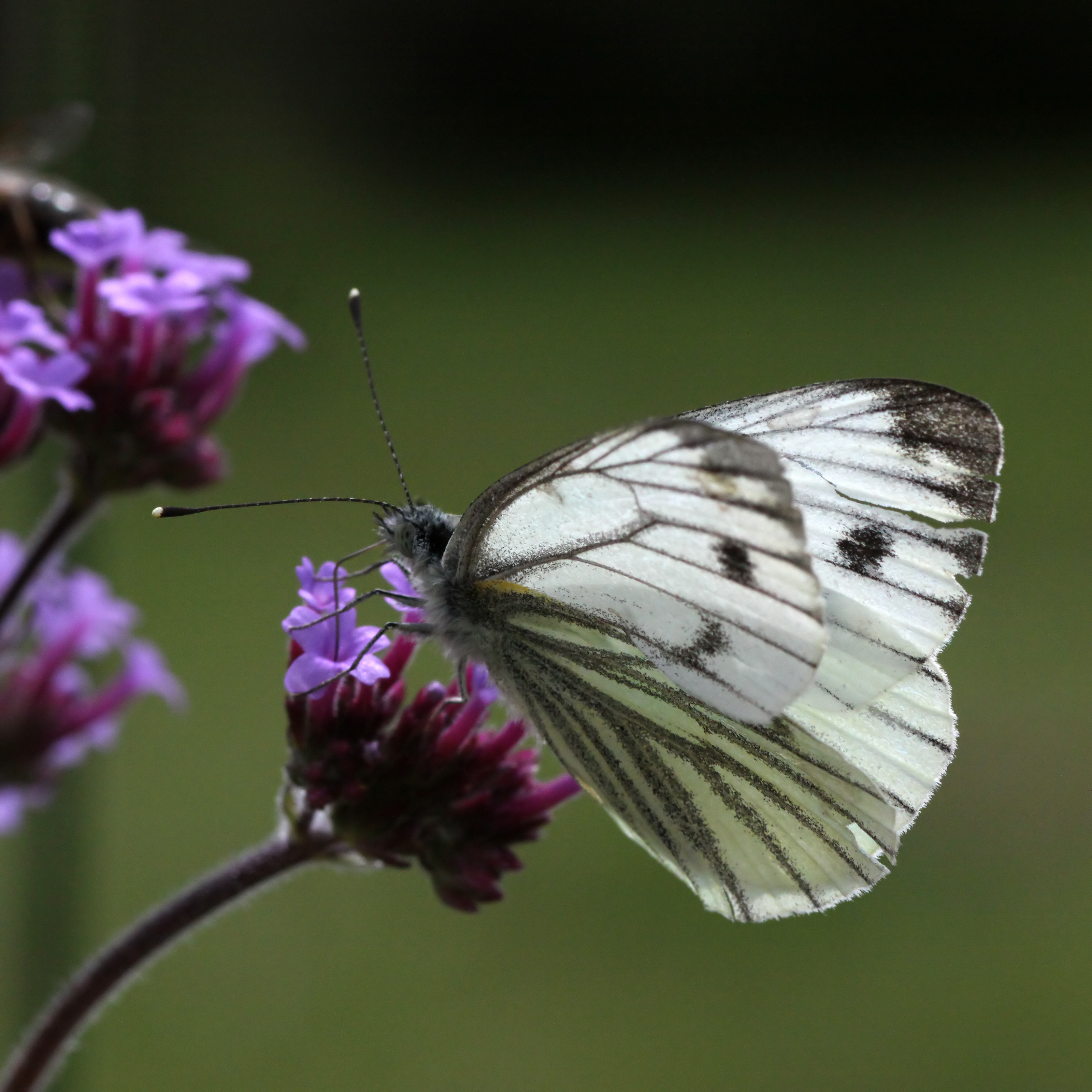 Green-veined-White-(7)