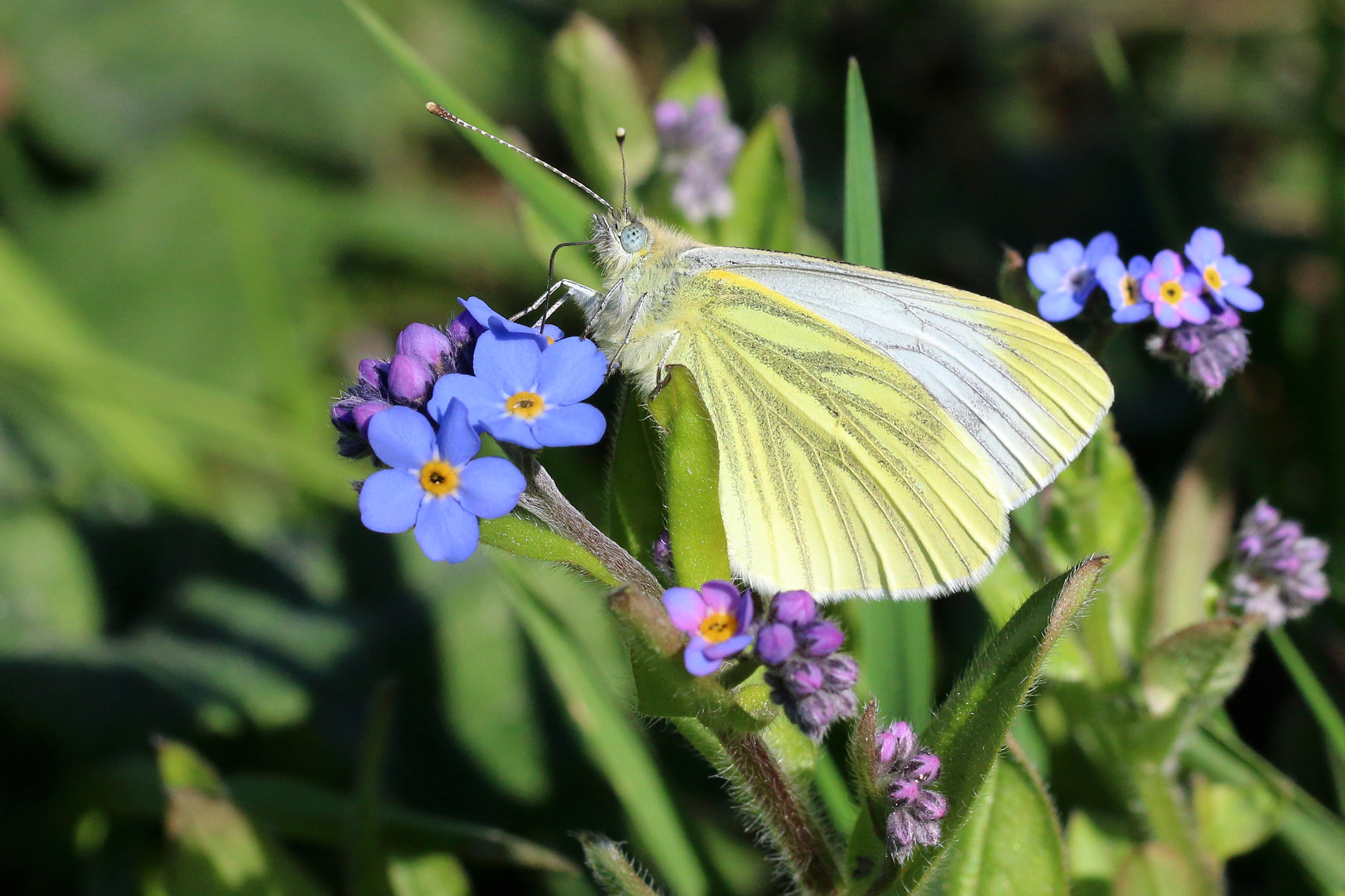 Green-veined white (Pieris napi) female underside first