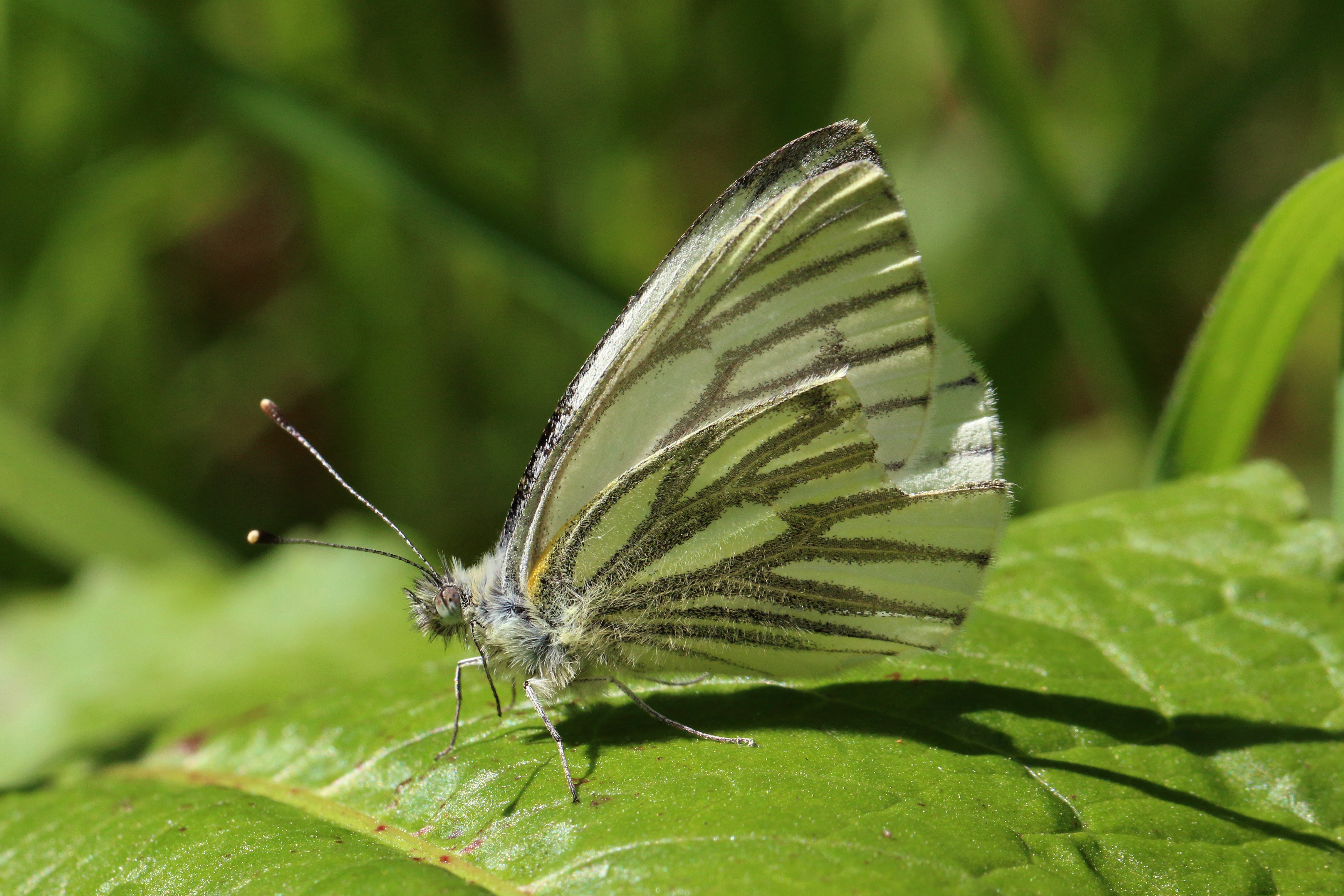 Green-veined white butterfly (Pieris napi) underside worn first