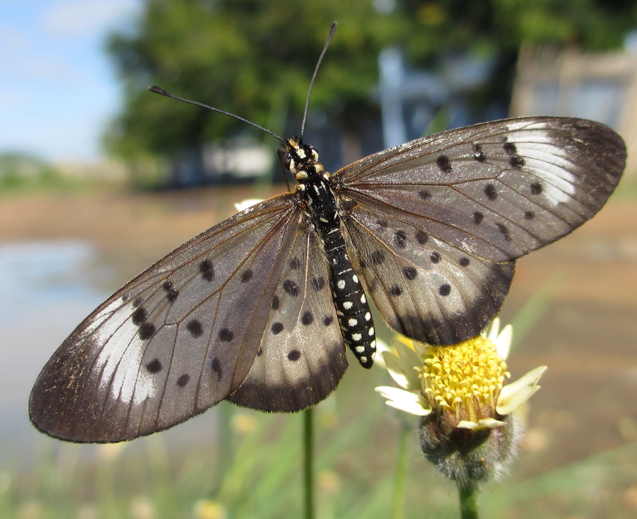 Grey Acraea (6693637571)