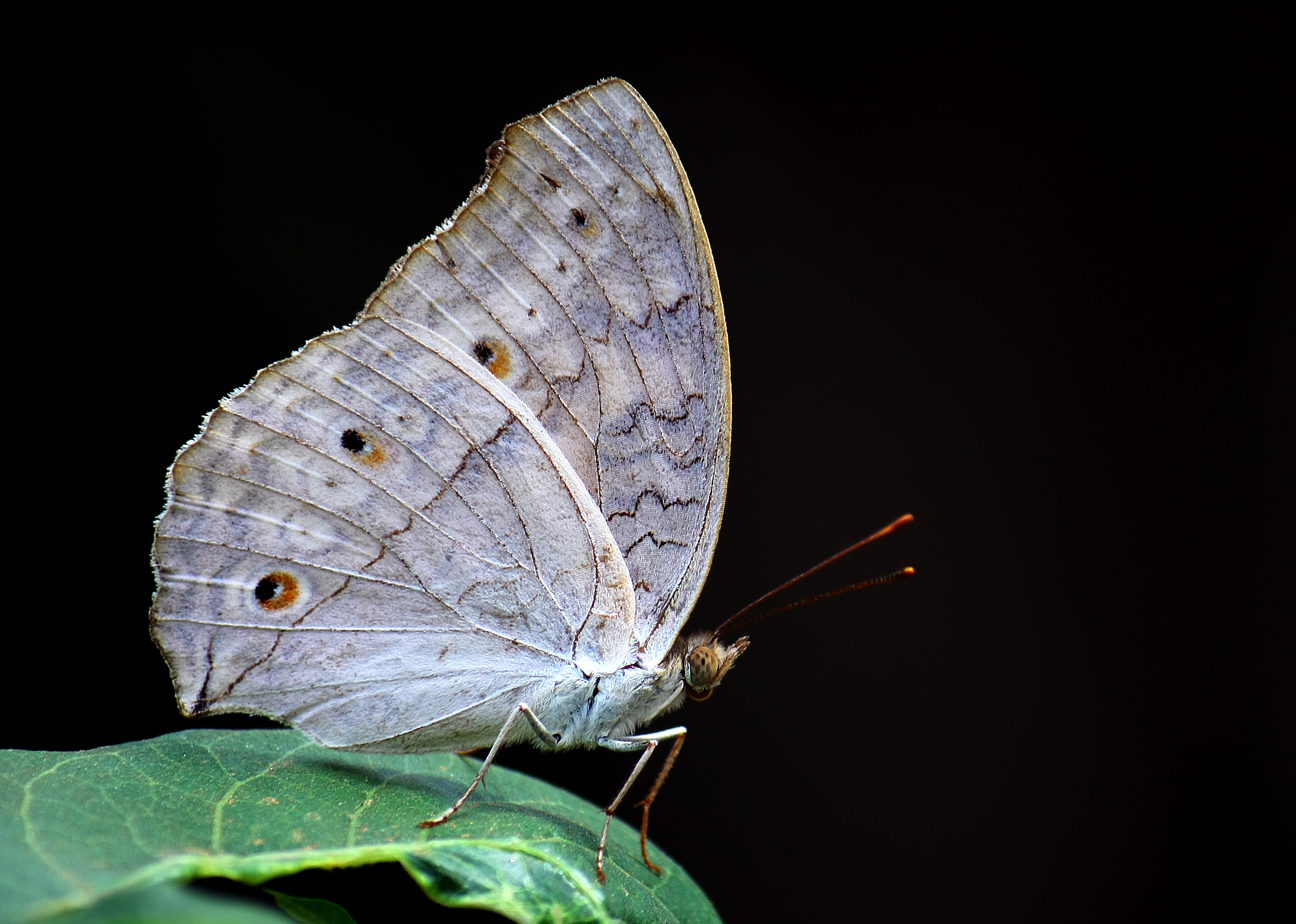 Grey pansy (Junonia atlites)