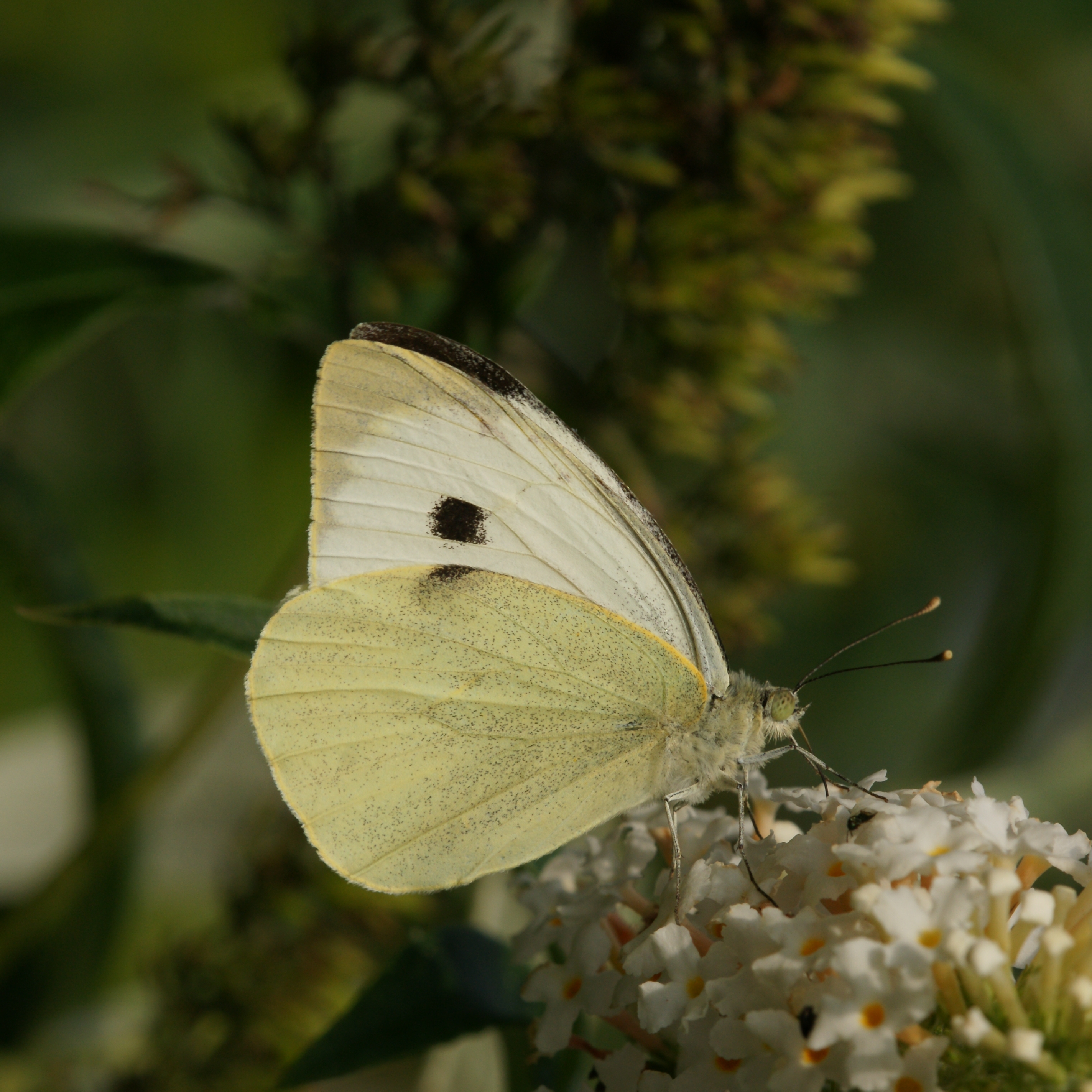Großer Kohlweißling, Pieris brassicae, male 4