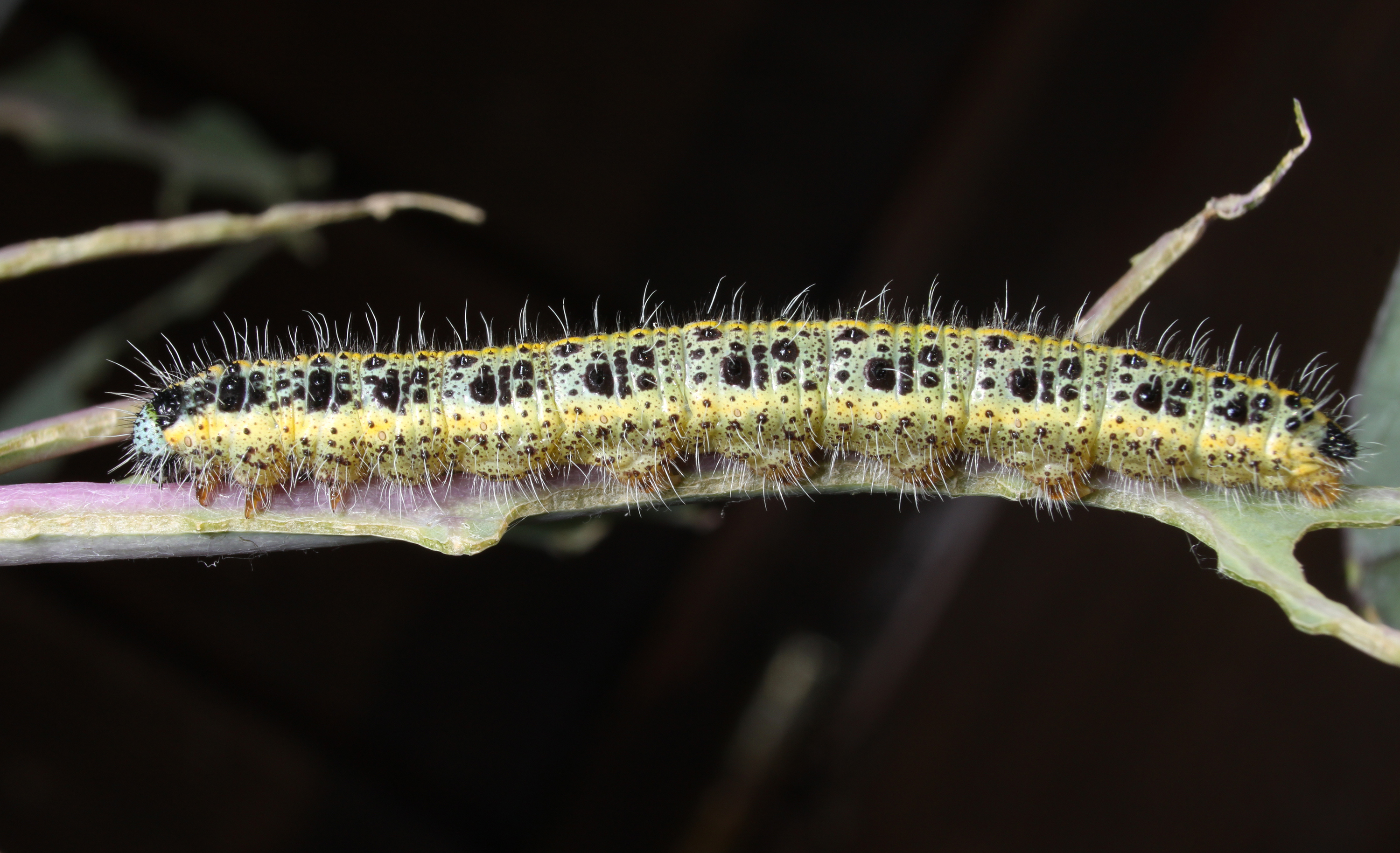 Großer Kohlweißling Pieris brassicae
