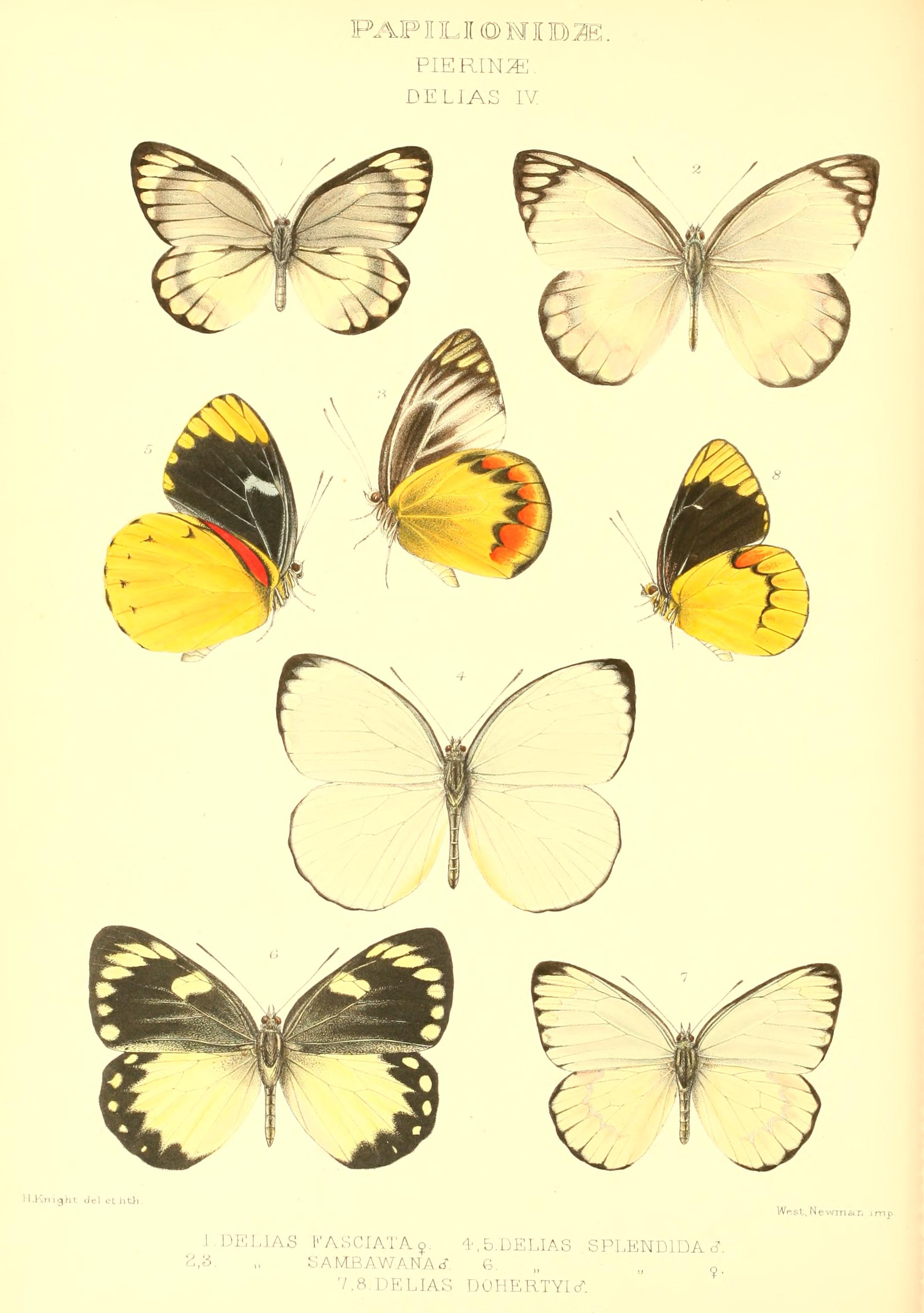 GroseSmithKirby1892RhopExotDeliasV 02