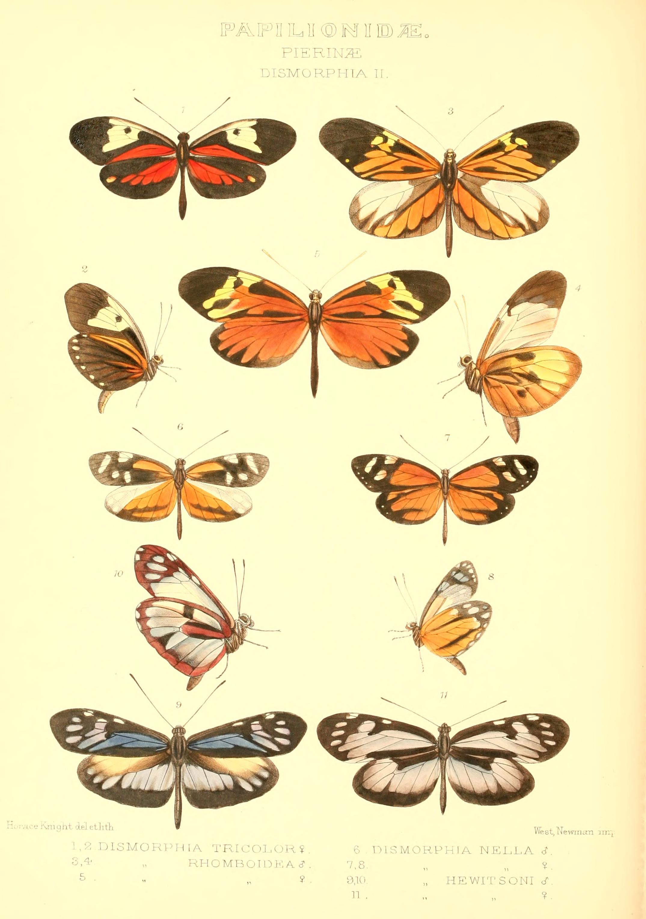 GroseSmithKirby1892RhopExotPierinaeDismorphiaII