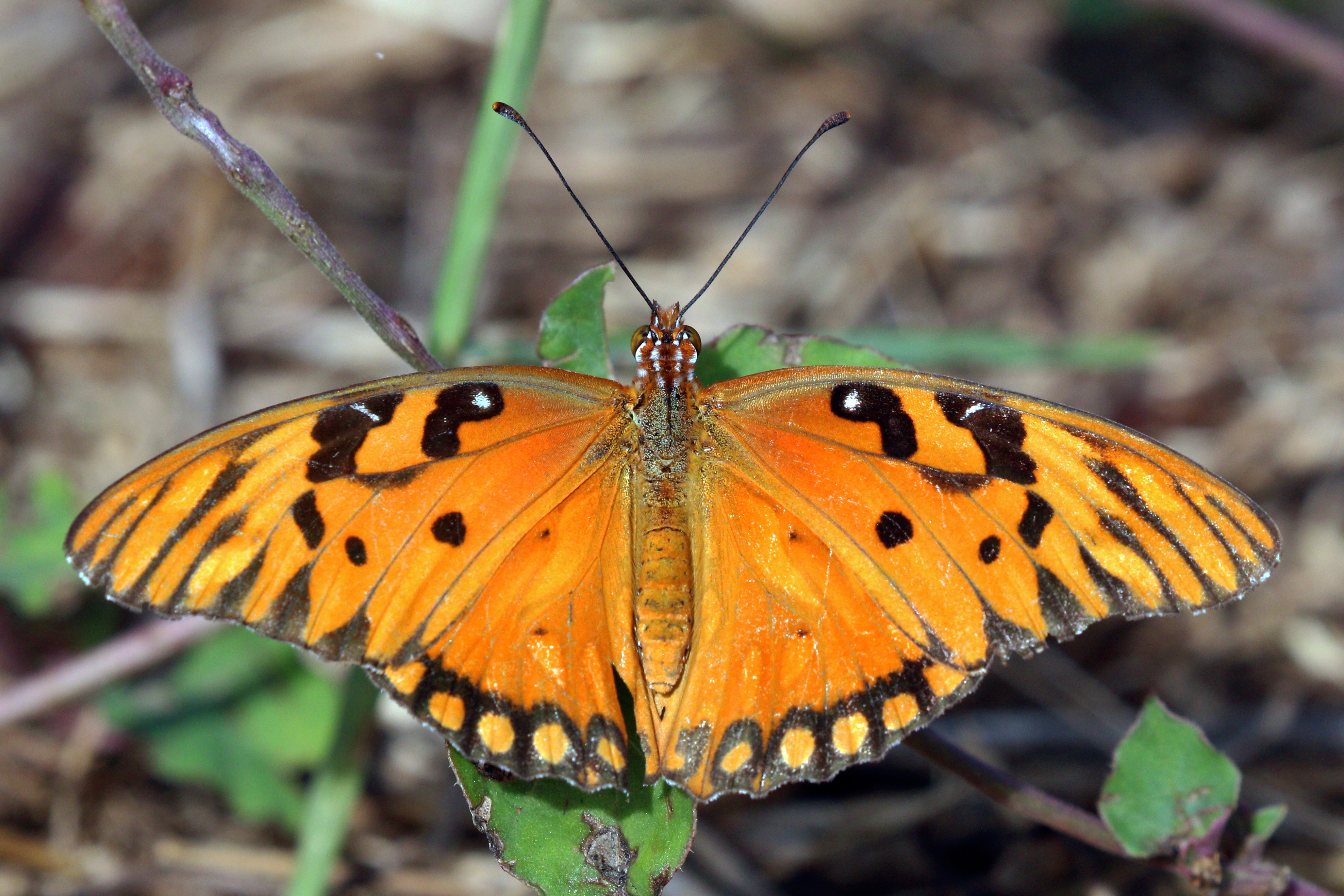 Gulf fritillary (Agraulis vanillae insularis)