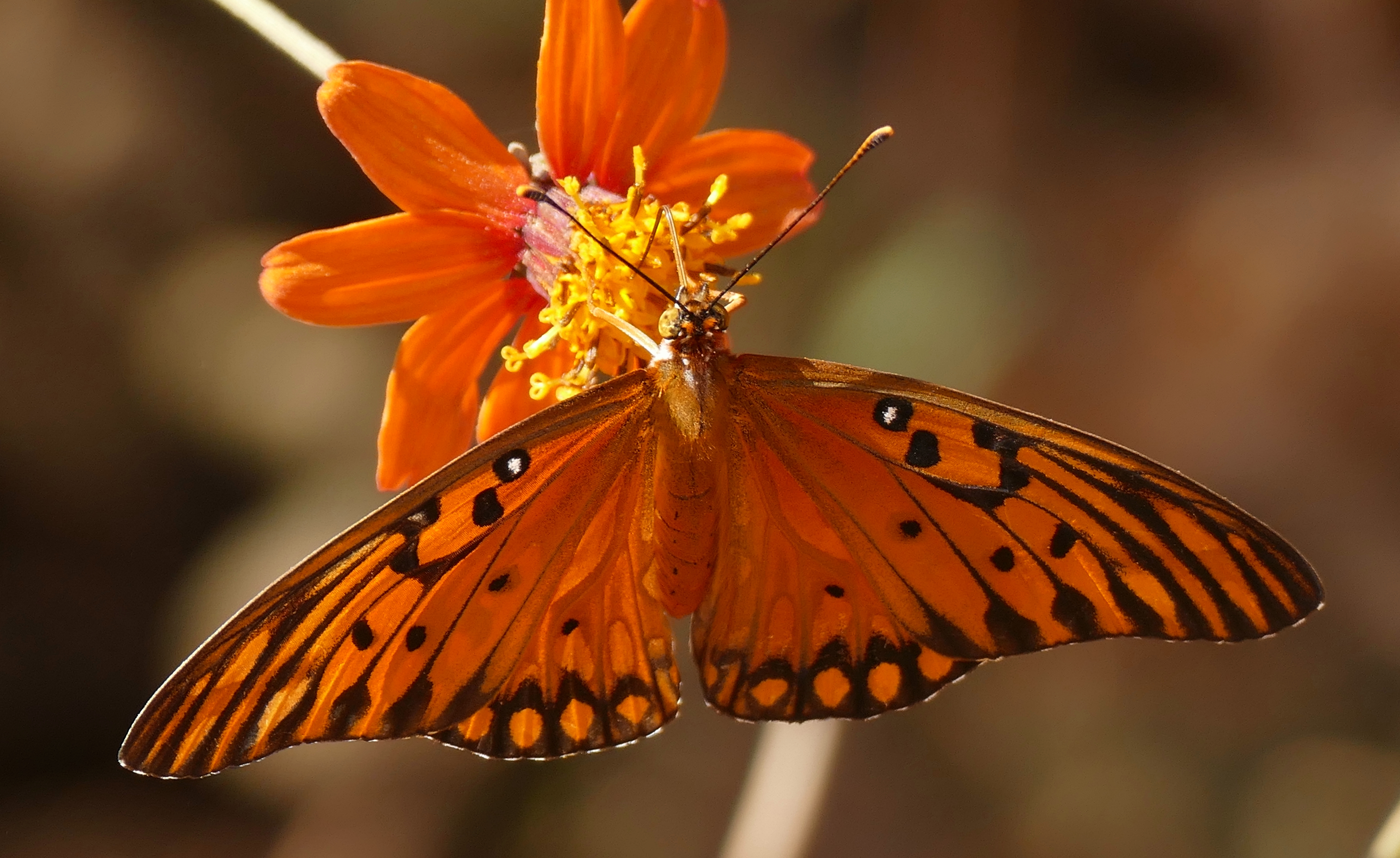 Gulf Fritillary (Agraulis vanillae maculosa) (28139444252)