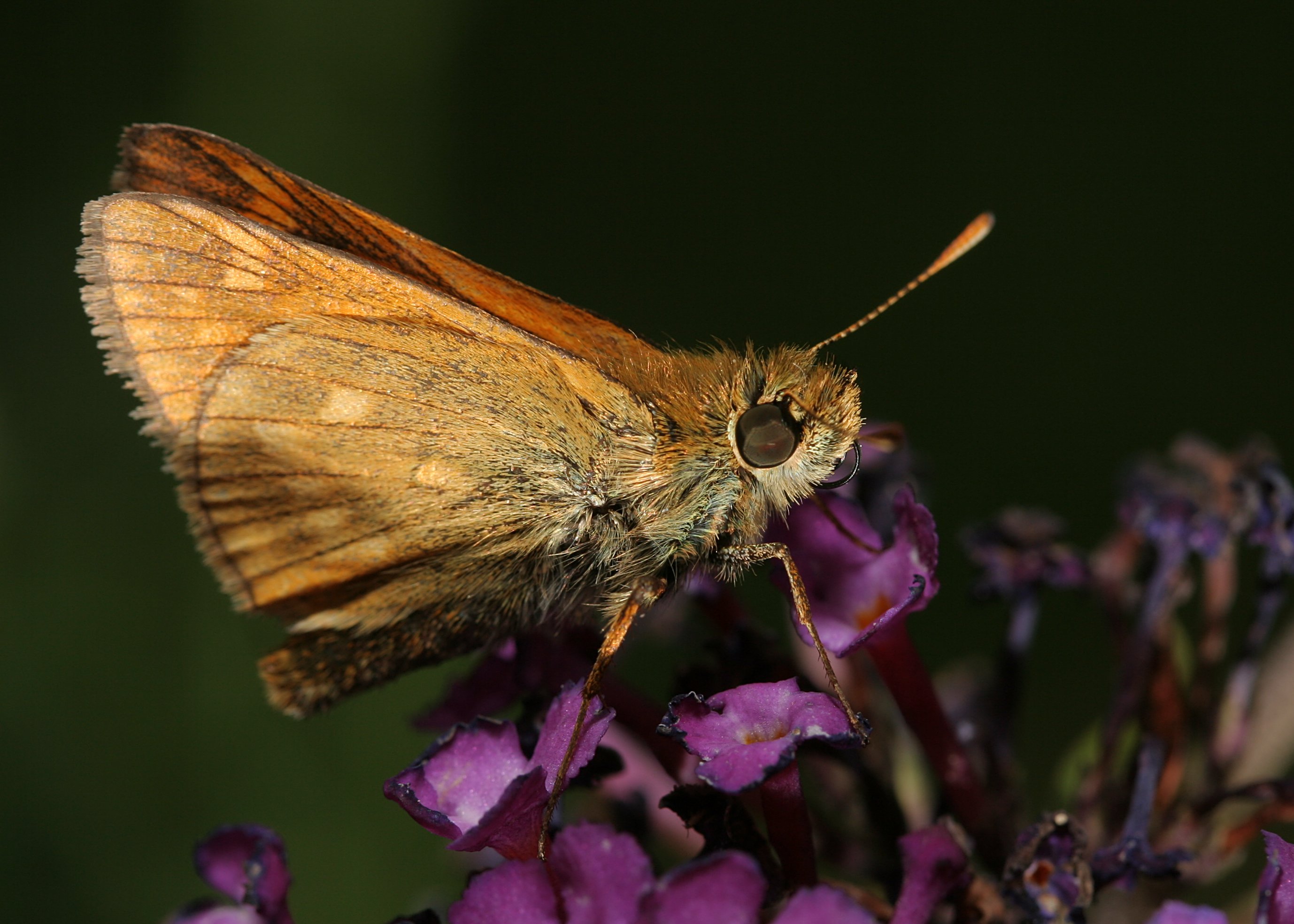Hairy buttlerfly 1