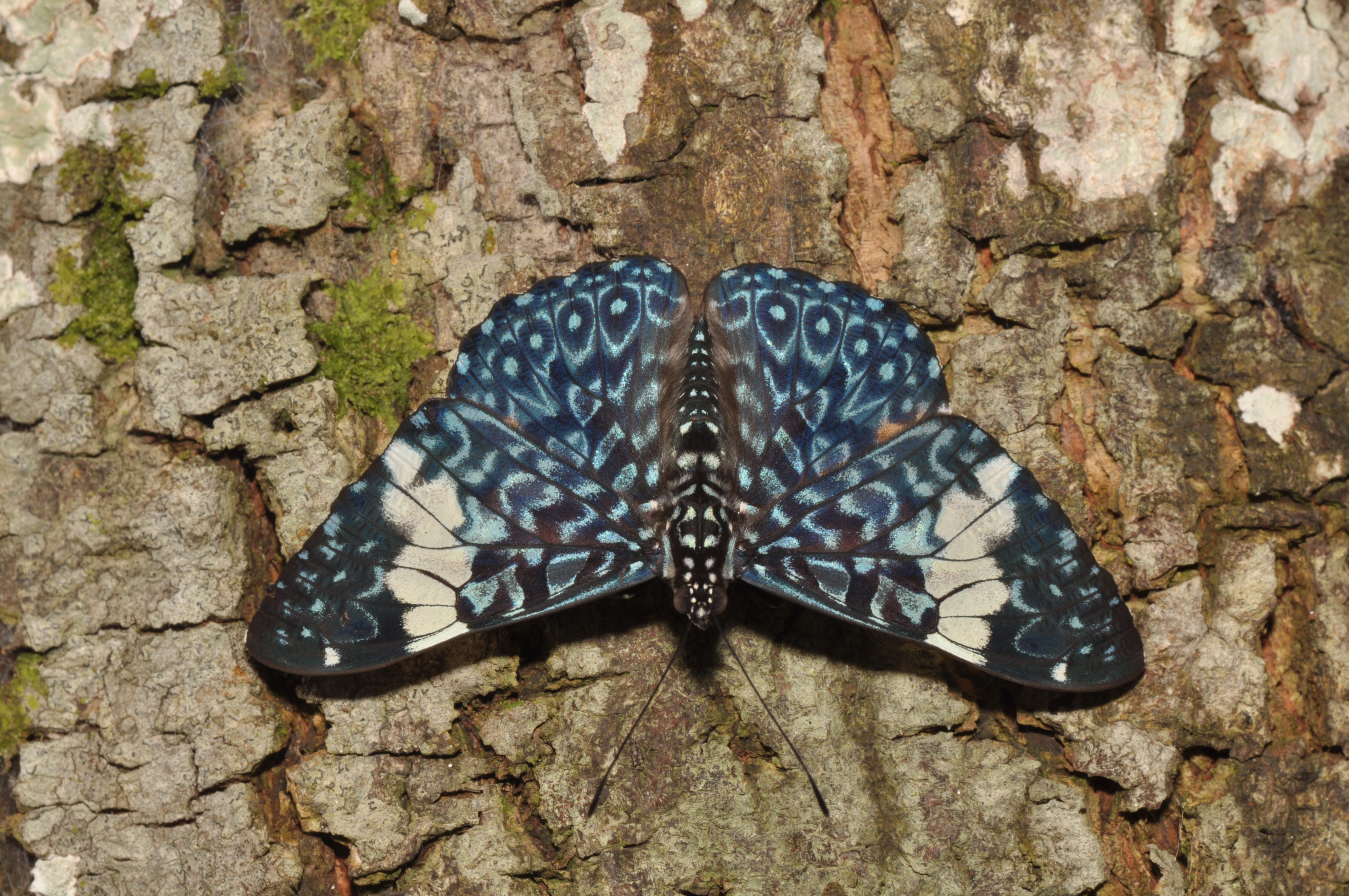 Hamadryas cf amphinome (15677477618)
