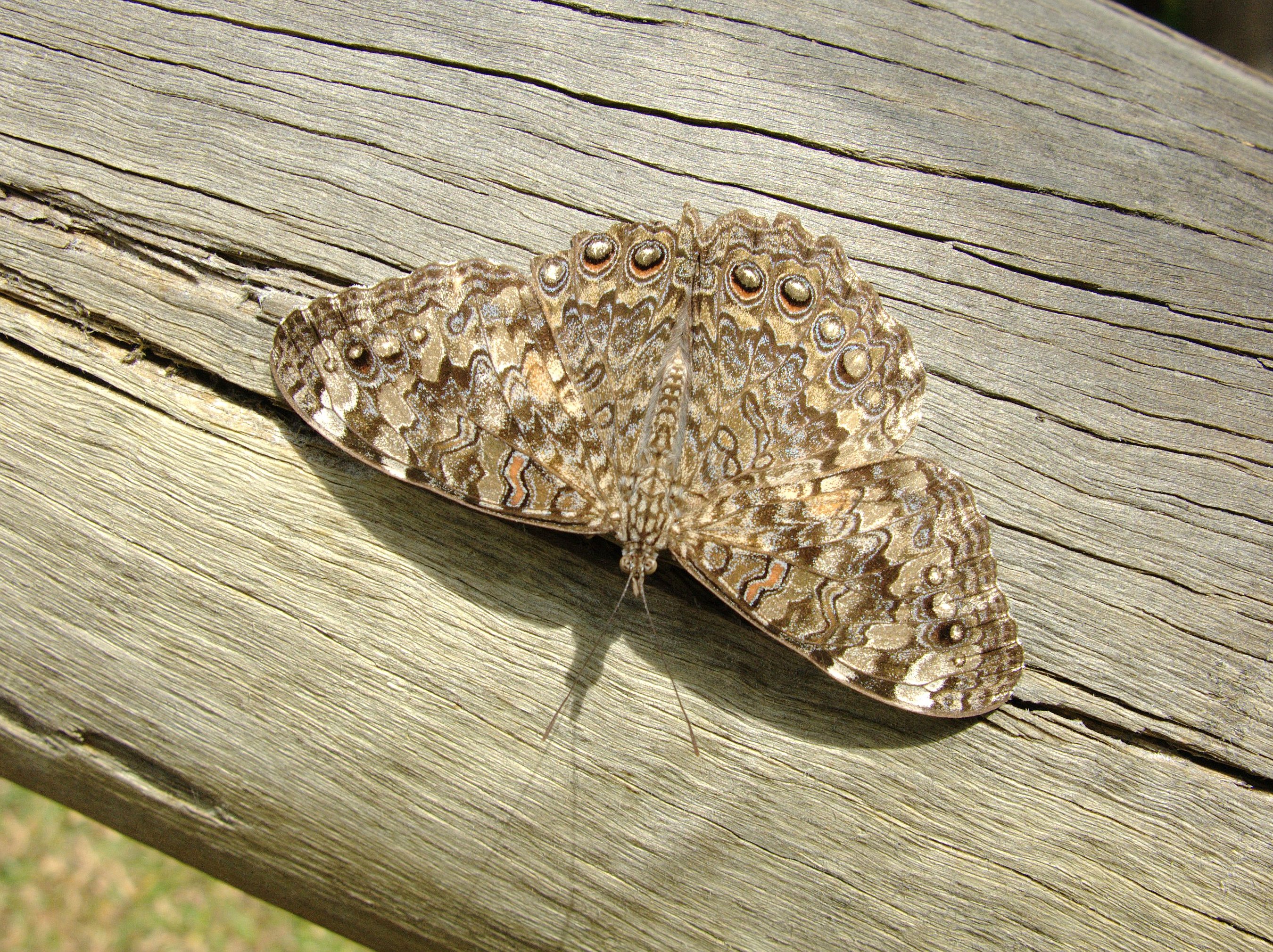 Hamadryas februa PR