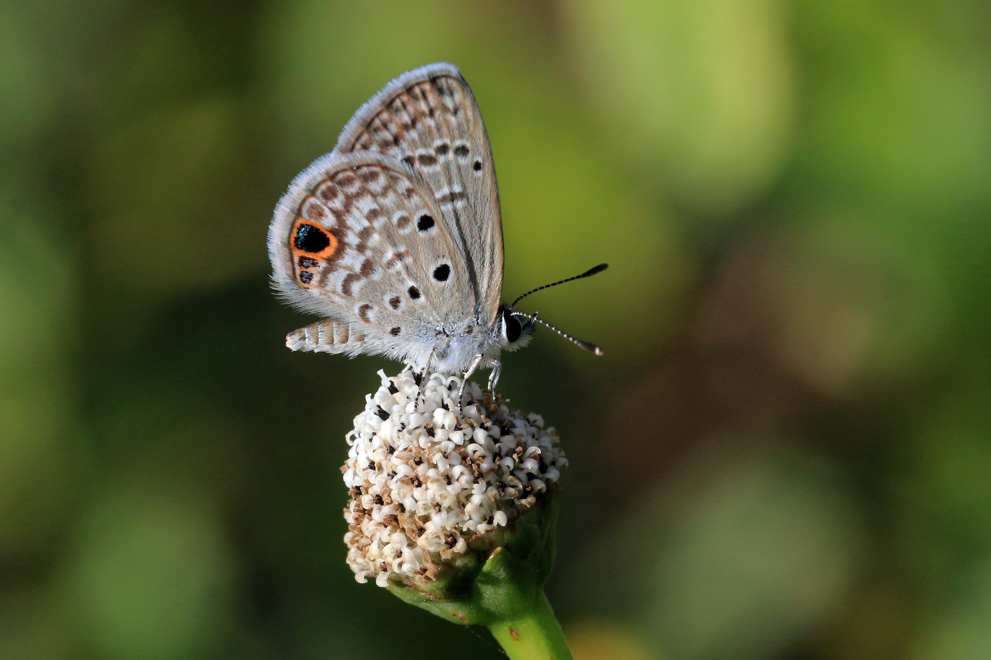 Hanno blue (Hemiargus hanno filenus) underside