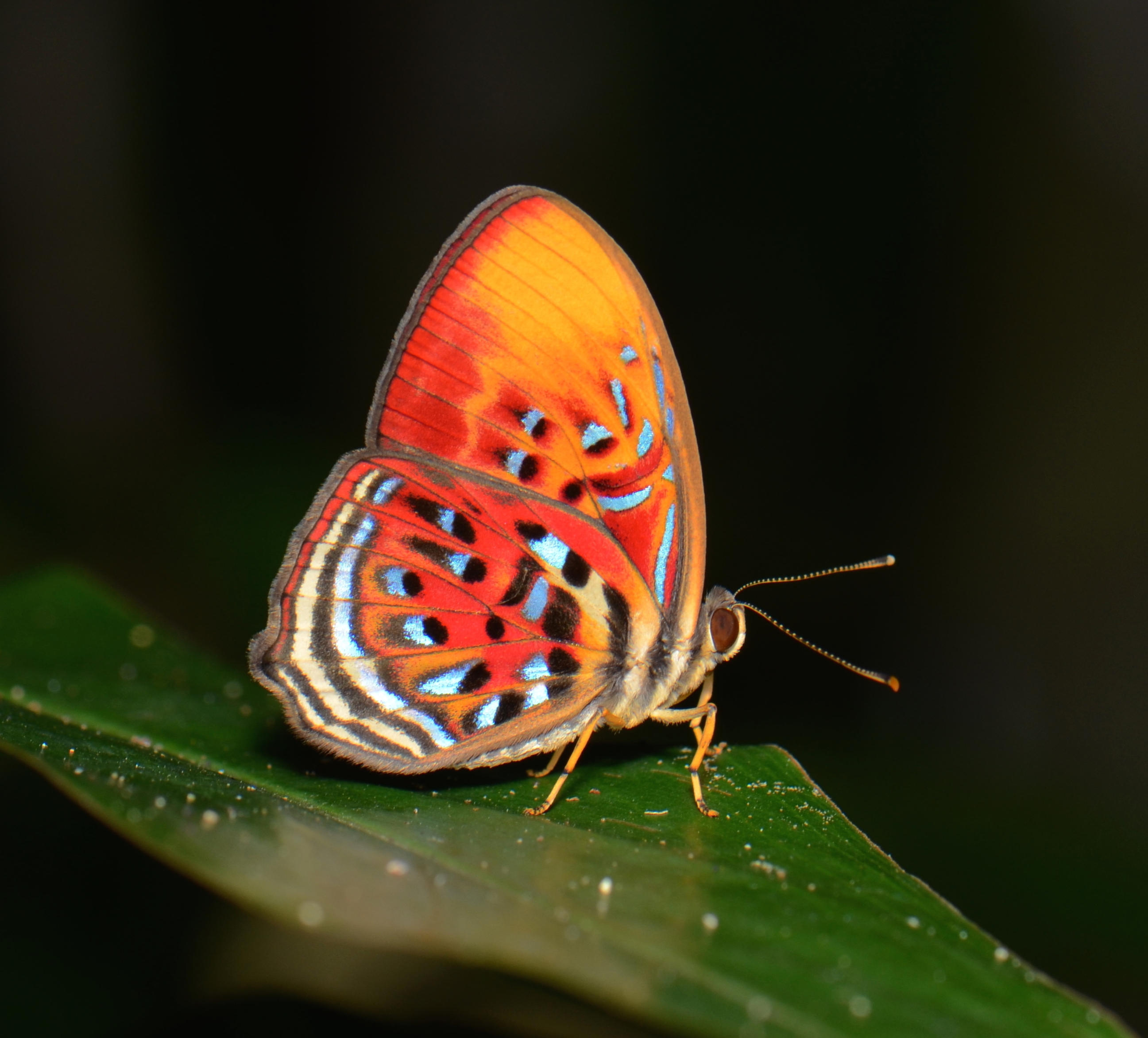 Harlequin (21768943853)