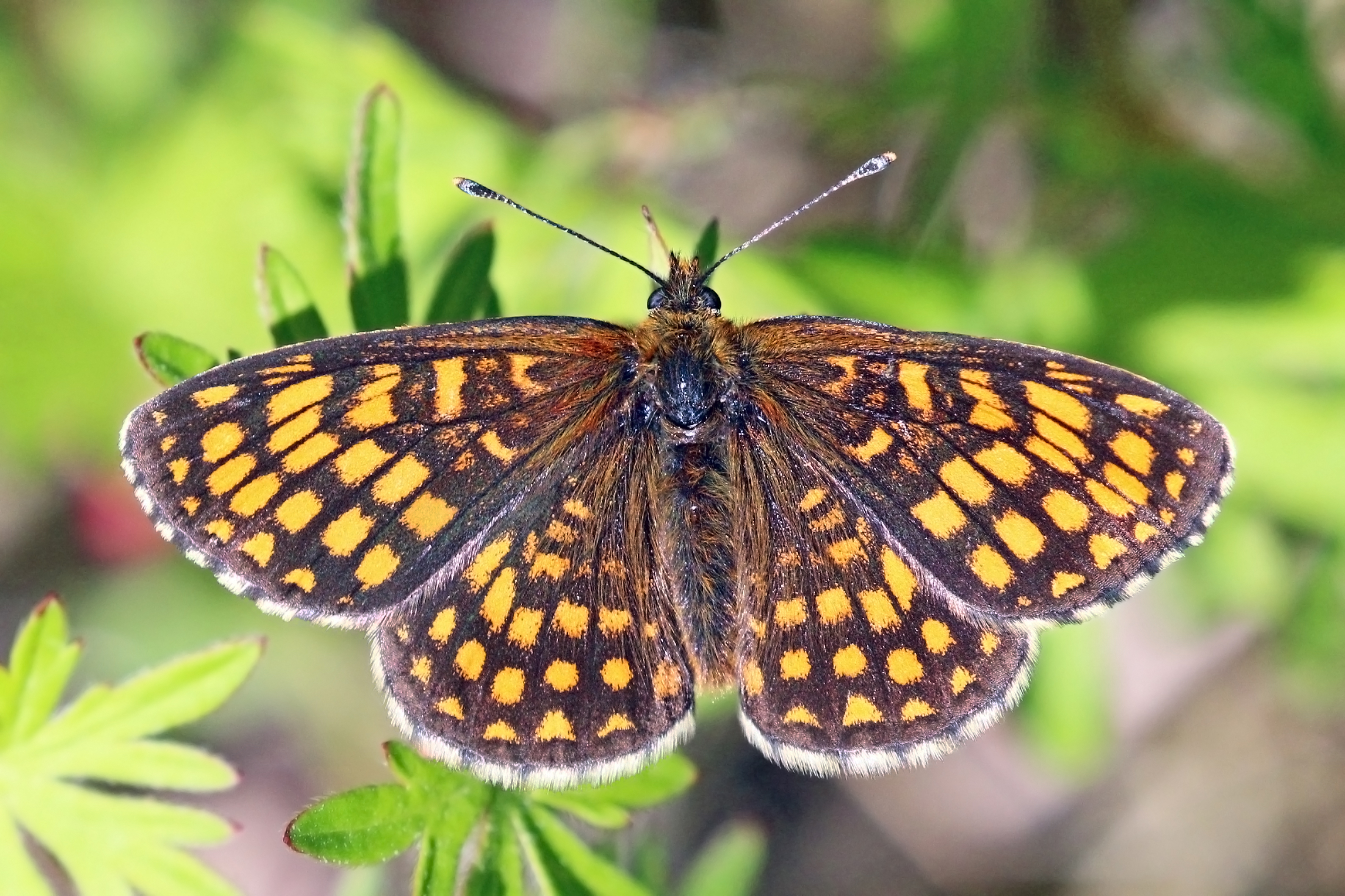 Heath fritillary (Melitaea athalia lachares)
