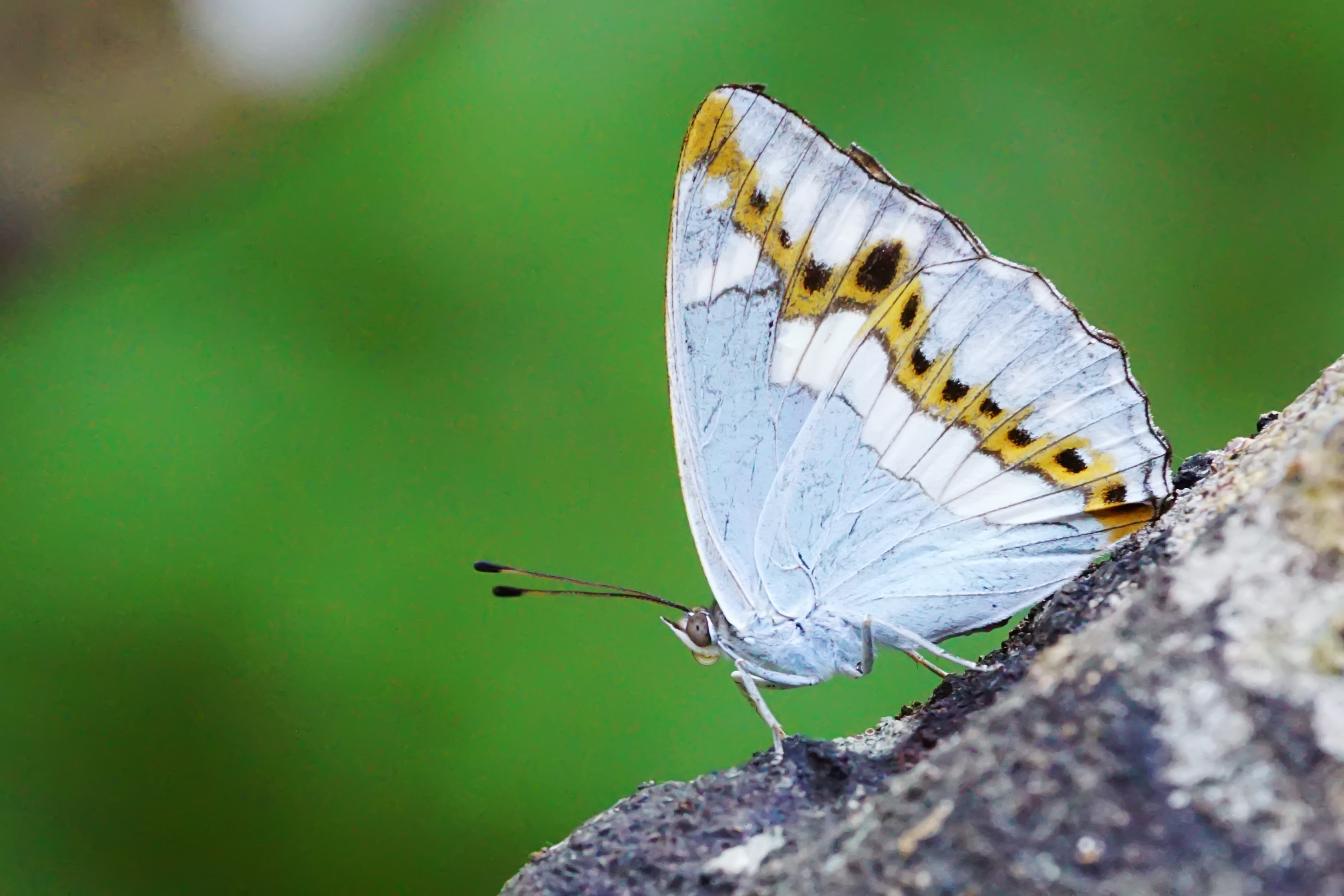 Helcyra plesseni ventral view 20150516