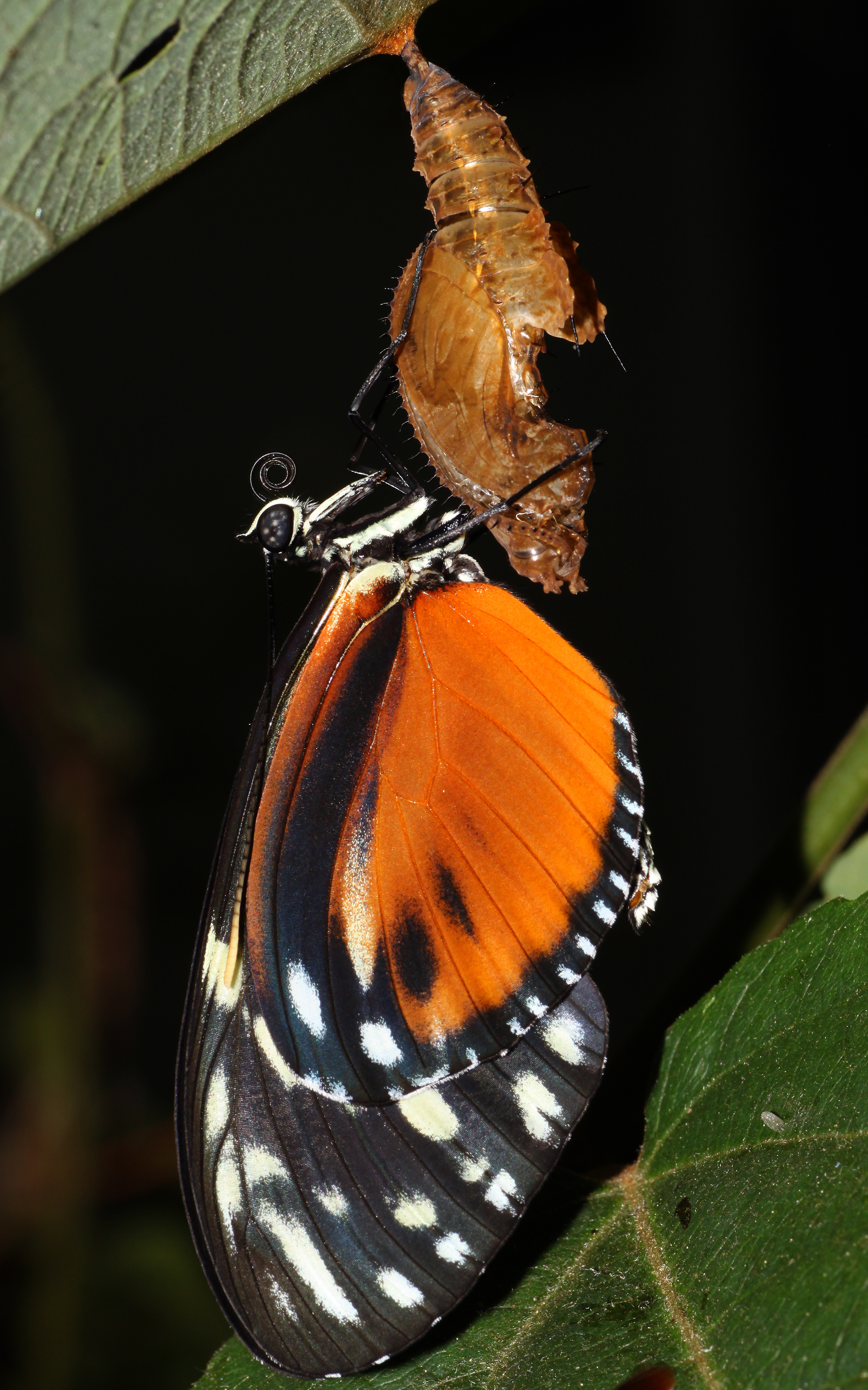 Heliconius-hecale
