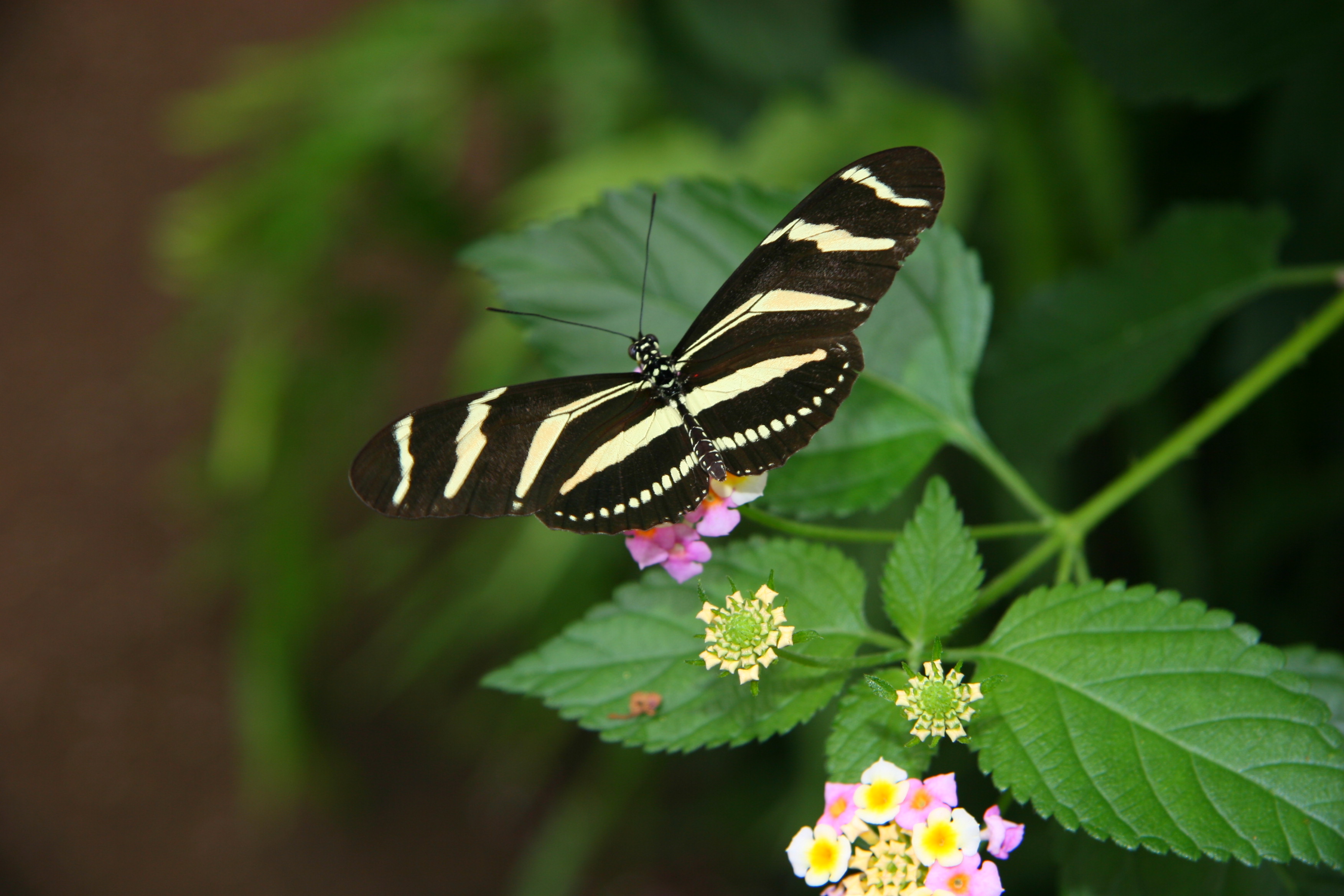 Heliconius charitonius Grevenmacher 1
