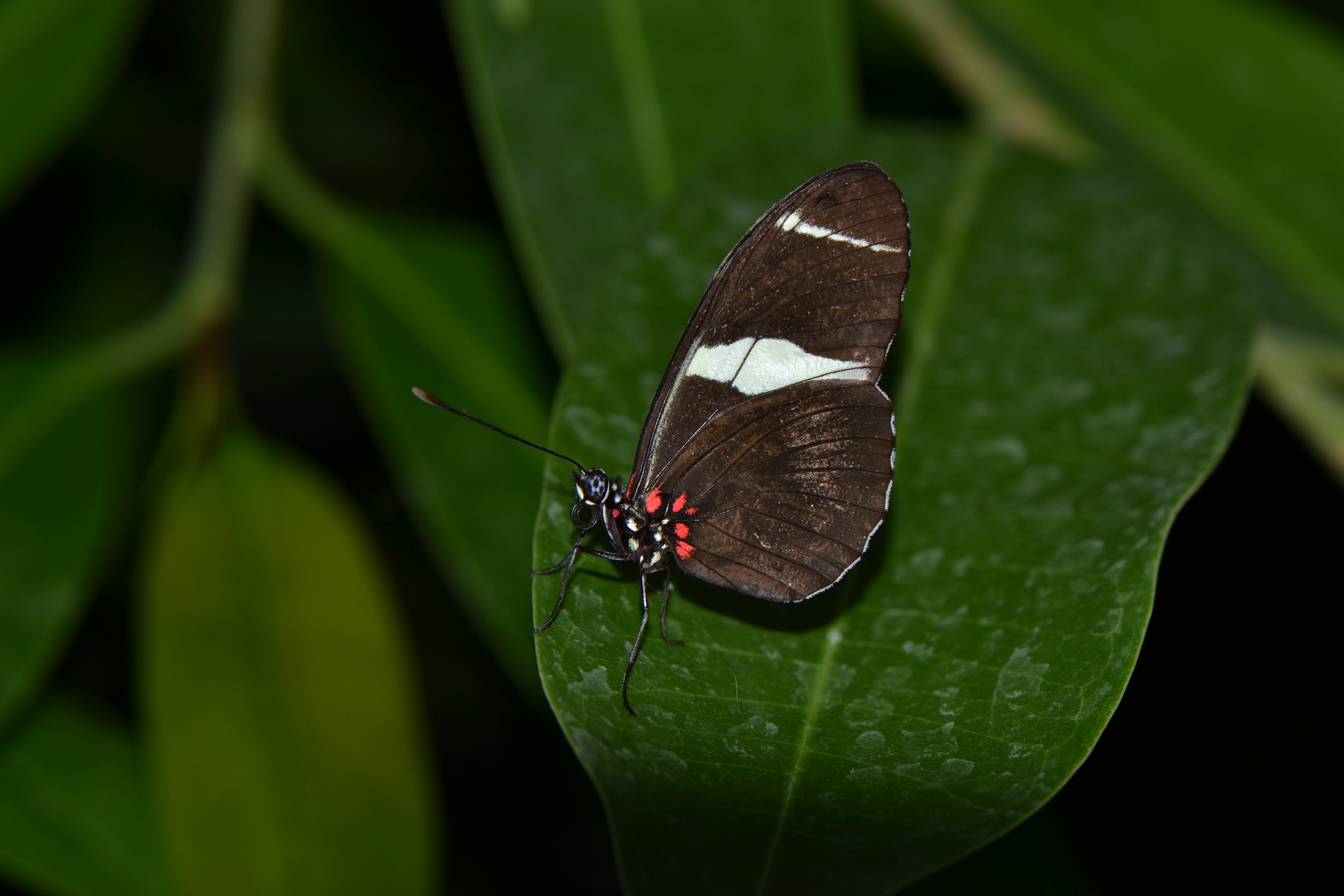 Heliconius doris (16125484607)