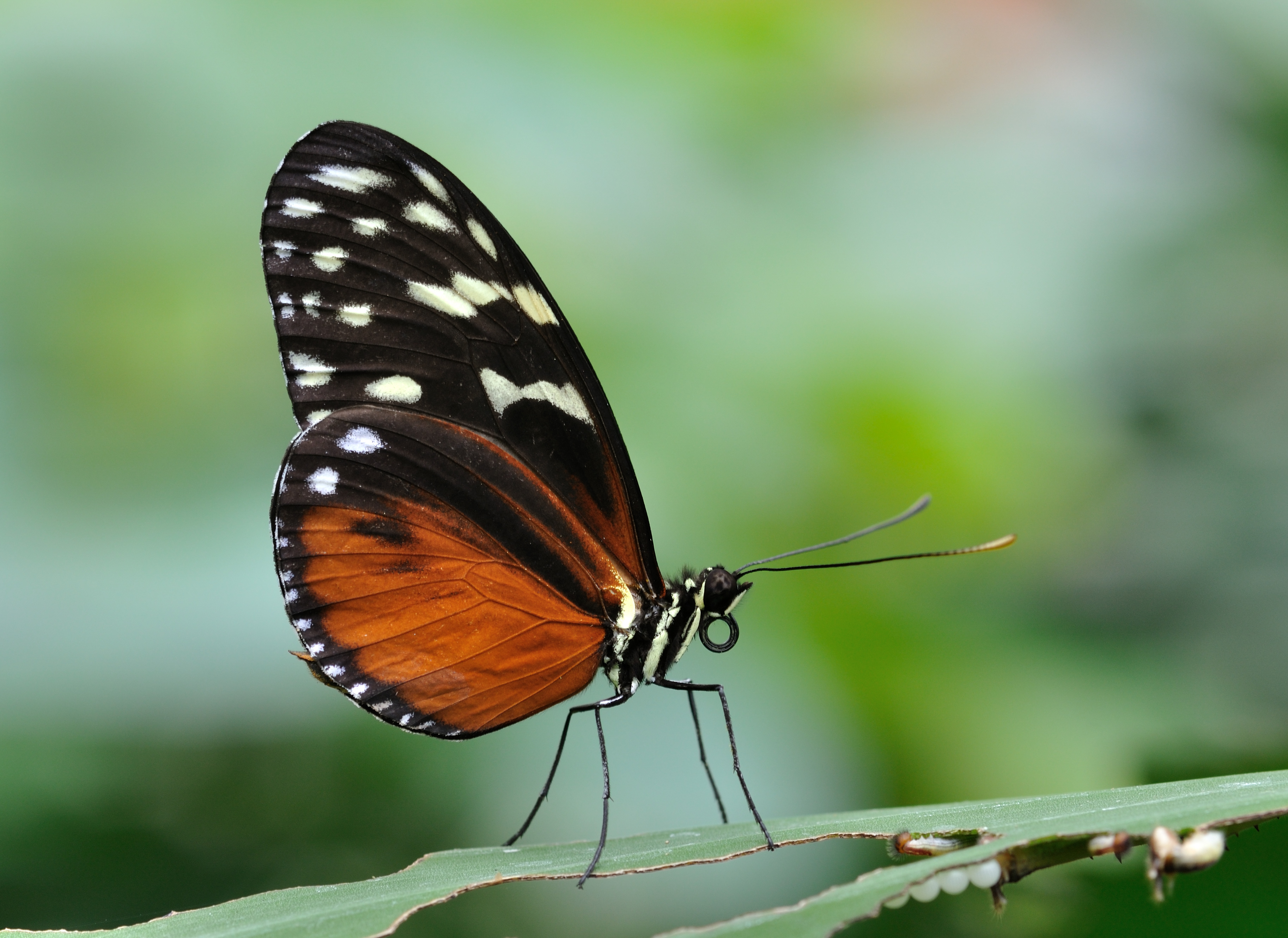 Heliconius hecale qtl1