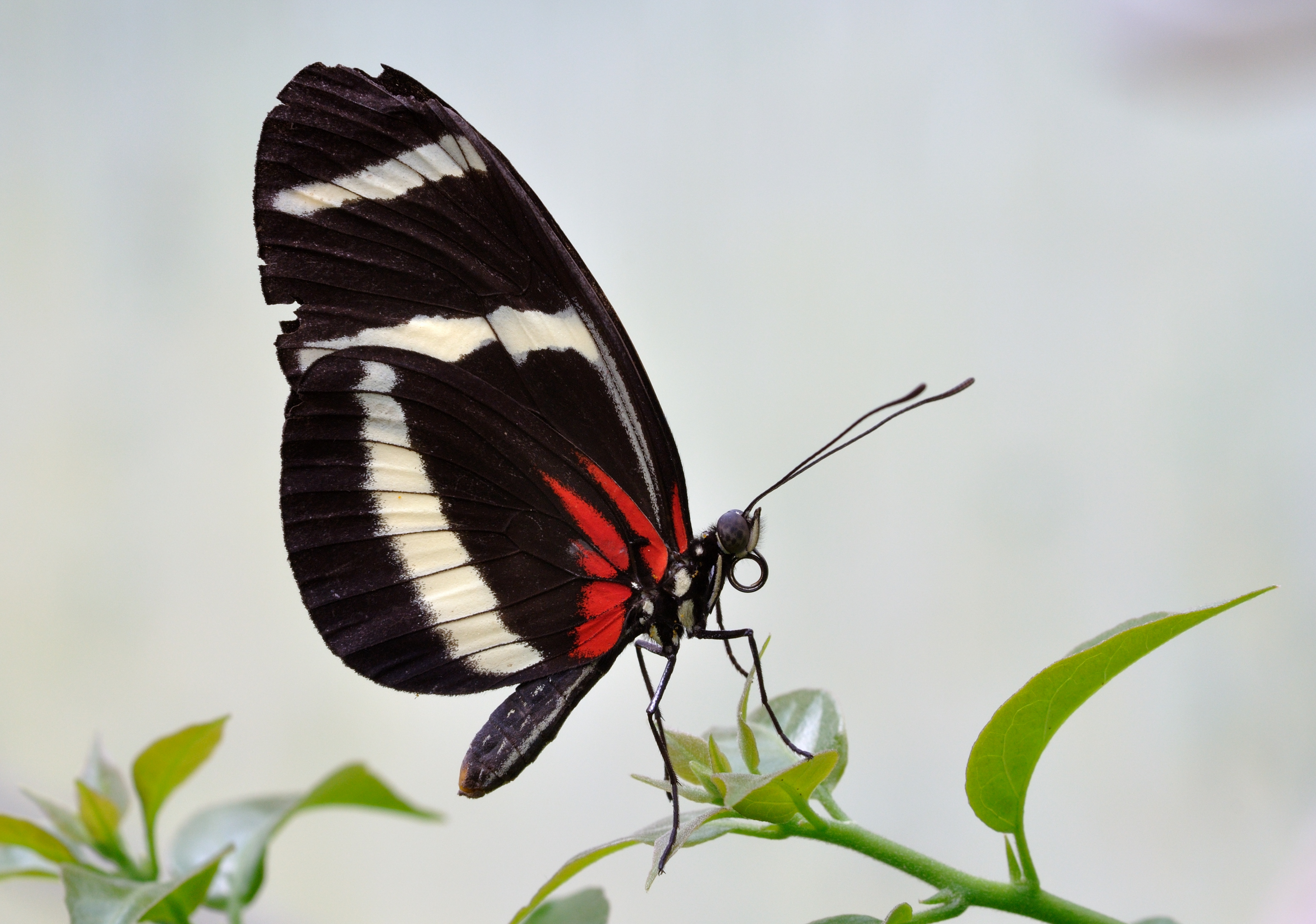 Heliconius hewitsoni qtl1