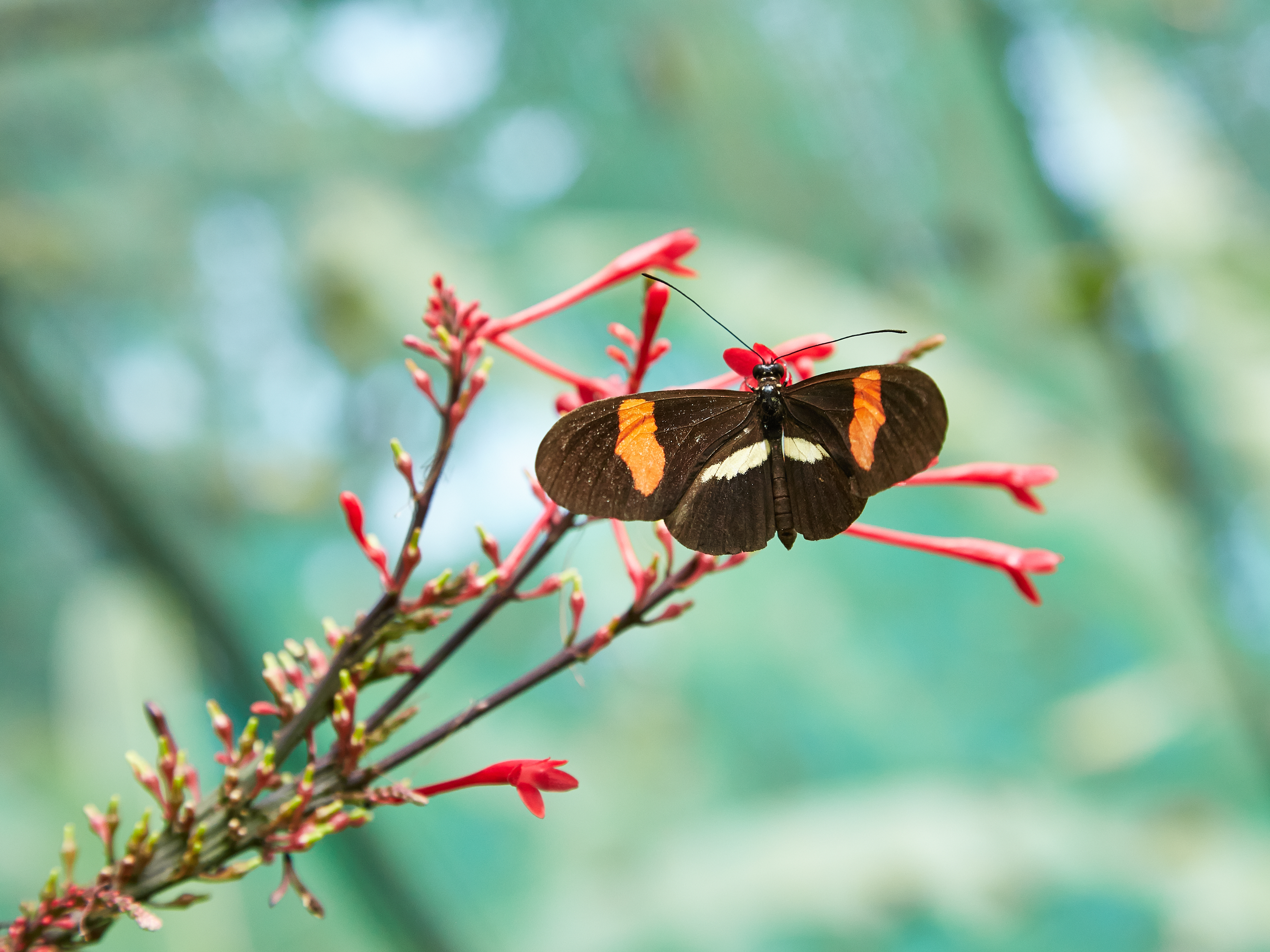 Heliconius melpomene-IMG 0835