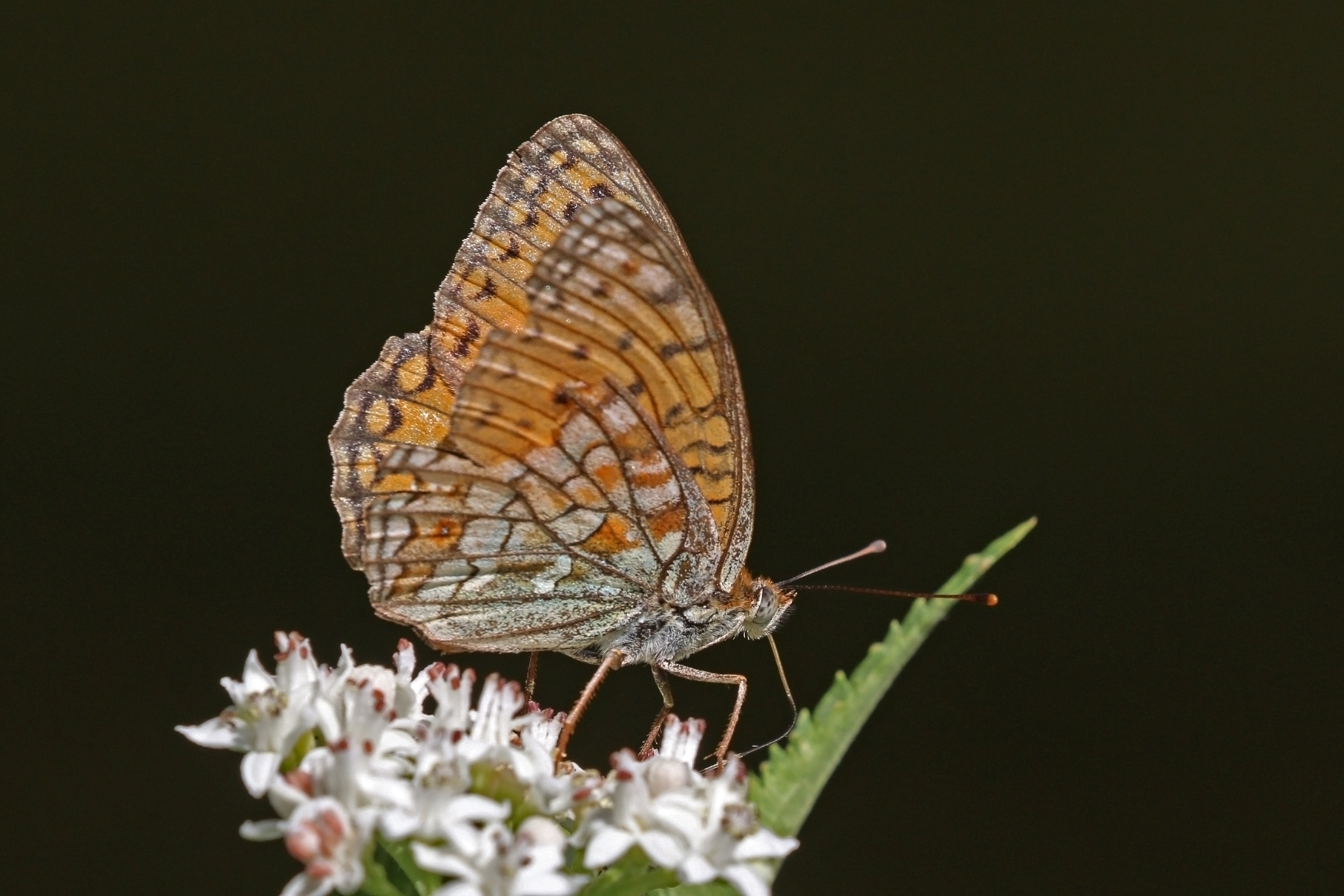 High brown fritillary (Argynnis adippe) underside Macedonia