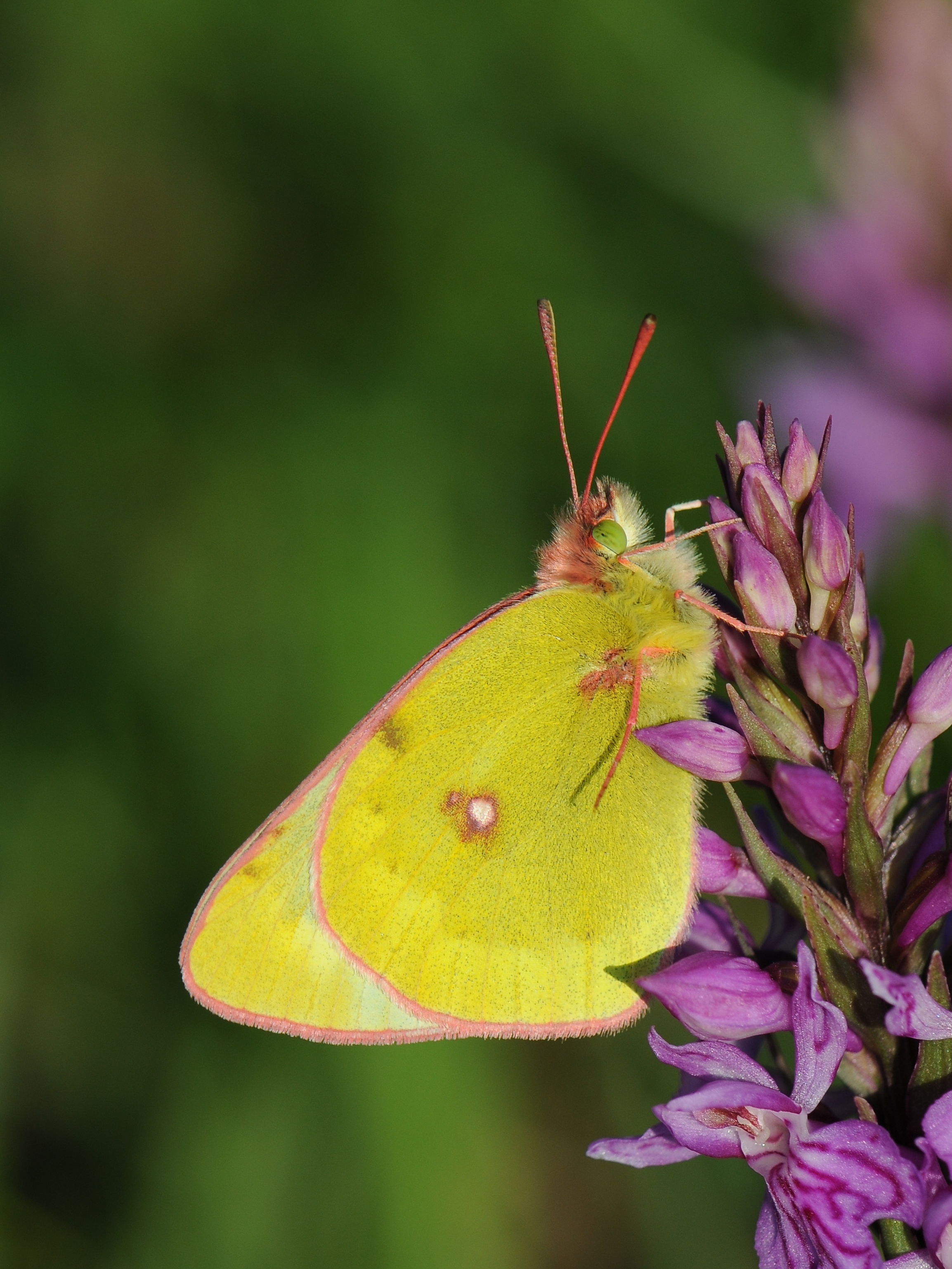 Hochmoorgelbling Colias palaeno