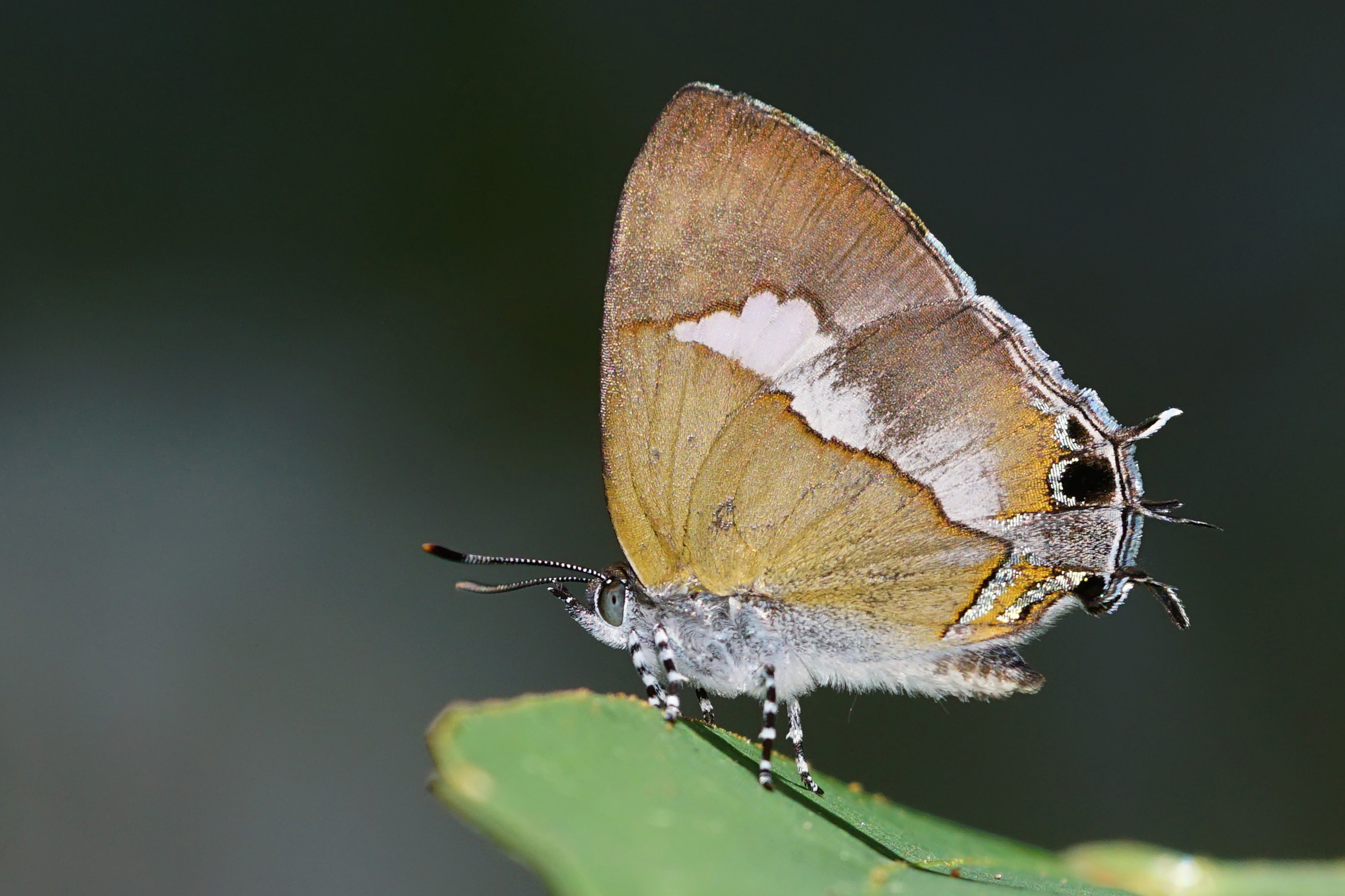 Horaga albimacula triumphalis ventral view 20140712