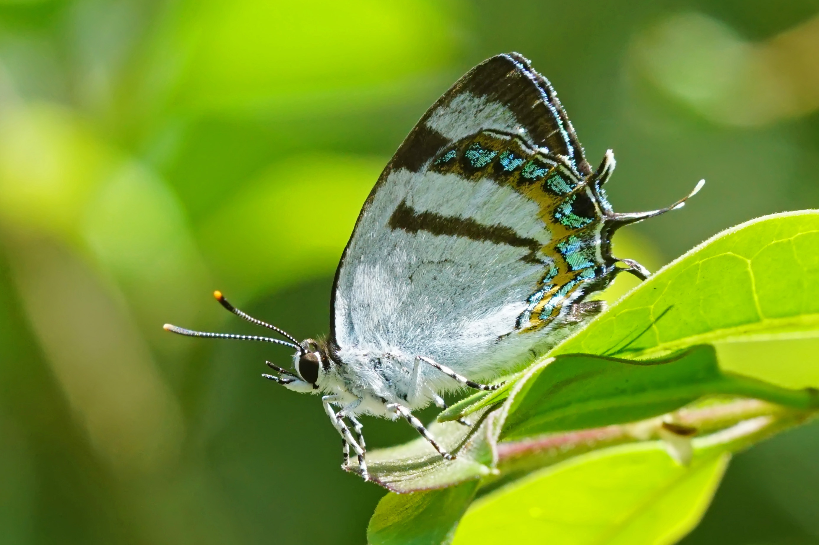 Horaga rarasana ventral view 20150609