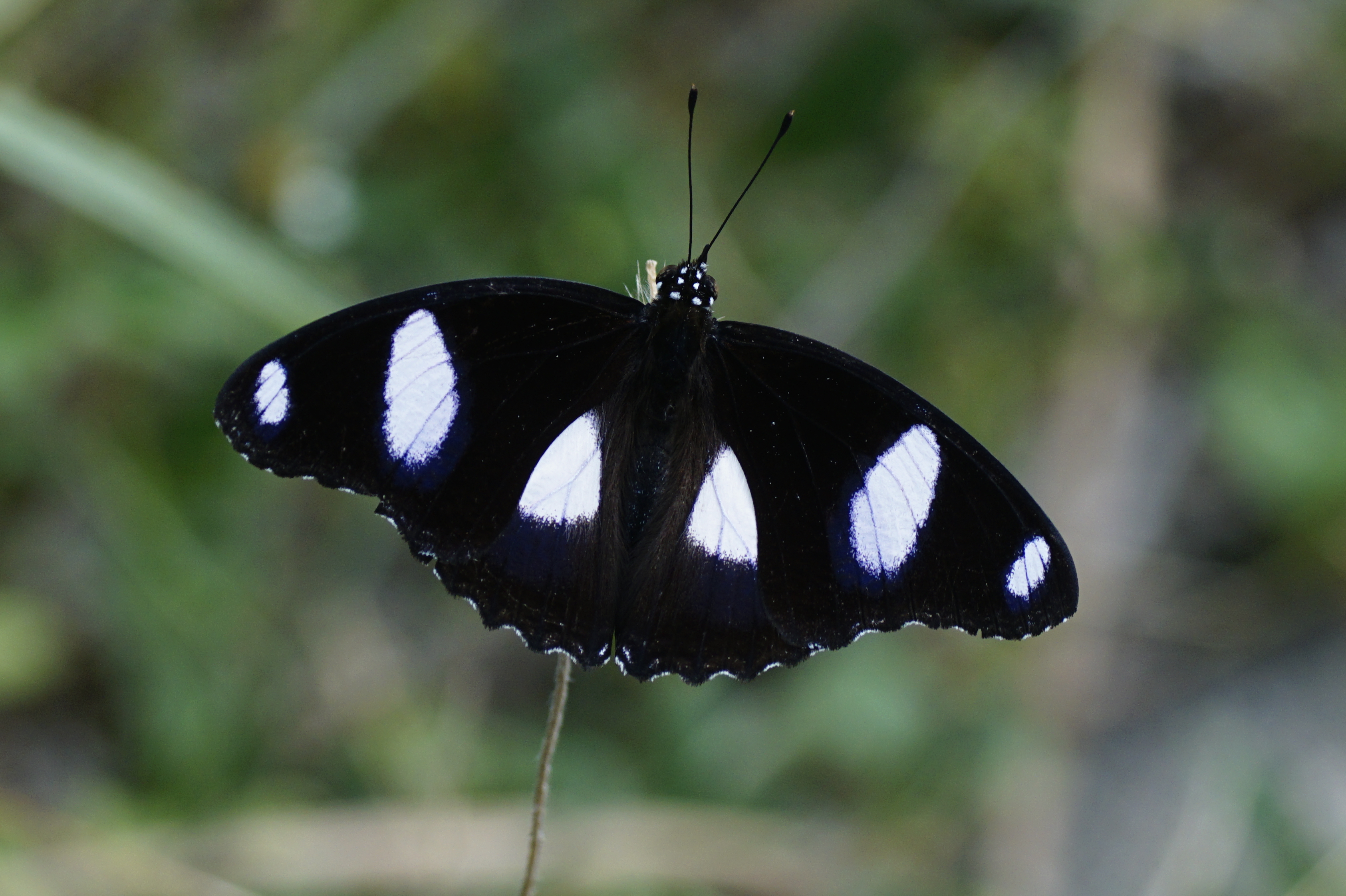 Hypolimnas misippus (male) 6407